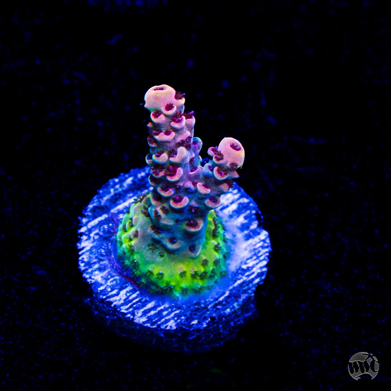 WWC Dragon Slayer Acropora