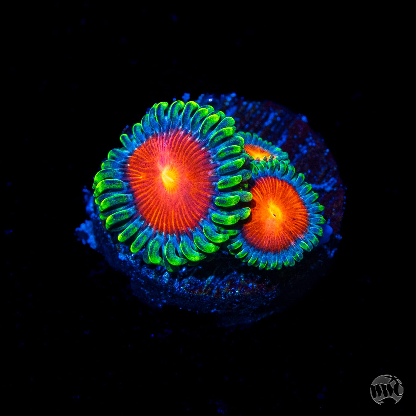 WWC Elemental Fury Zoanthids