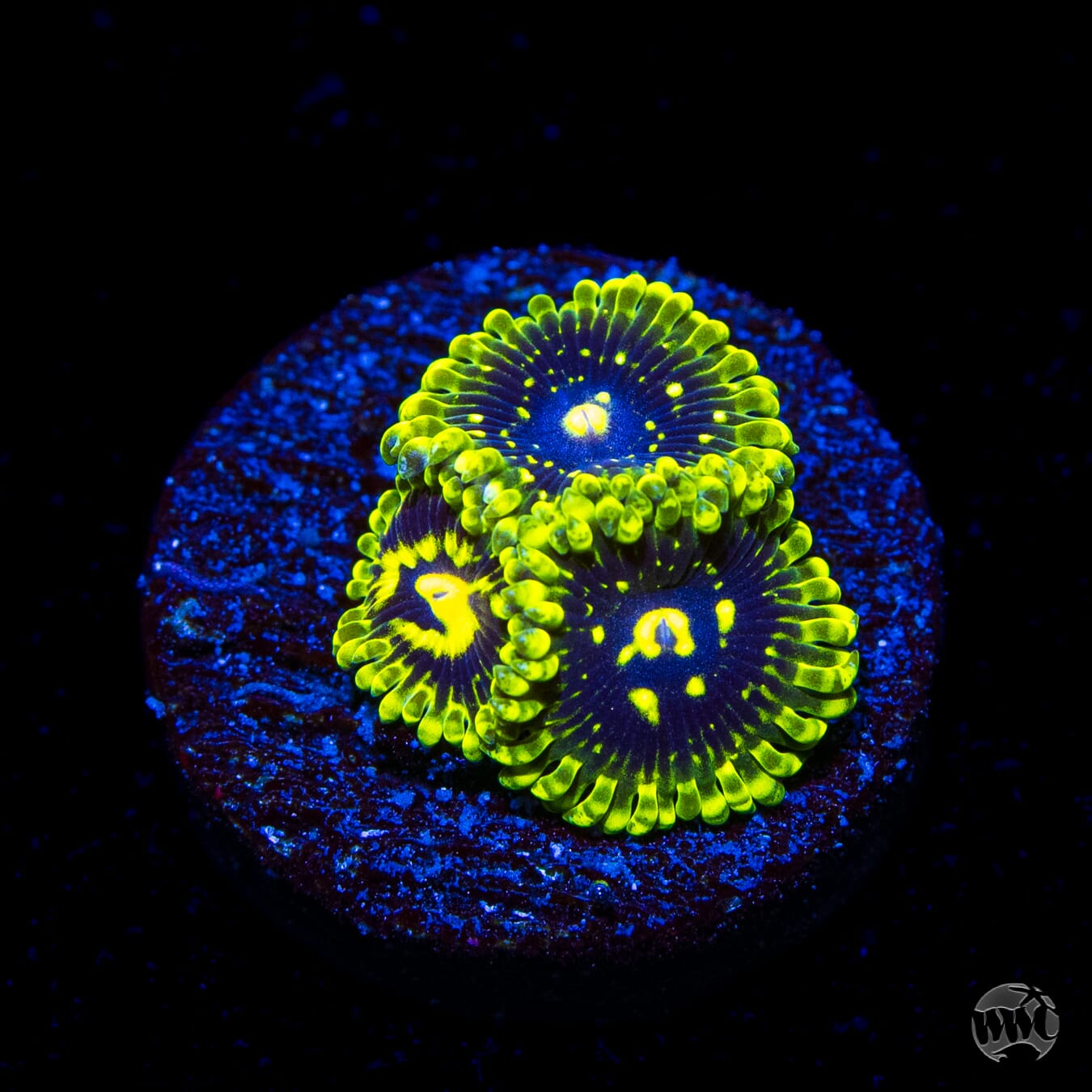 Exosphere Zoanthids