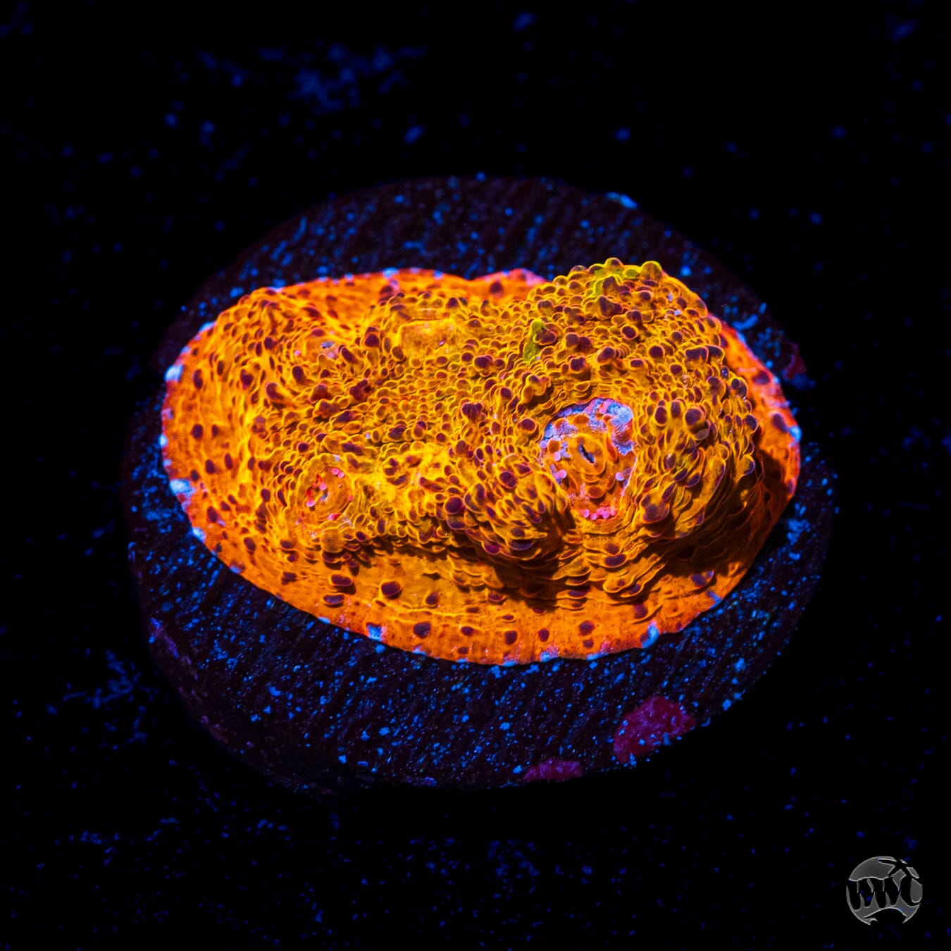 WWC Fanta Chalice Coral