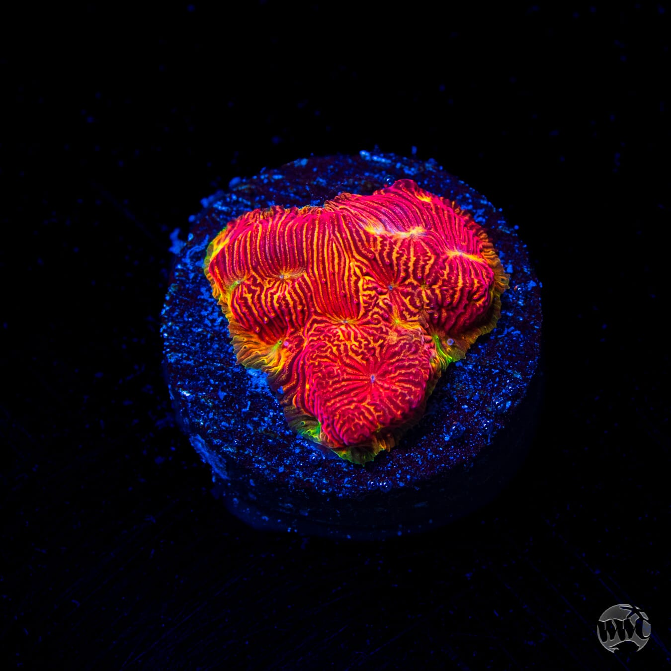 WWC Firebird Leptoseris Coral