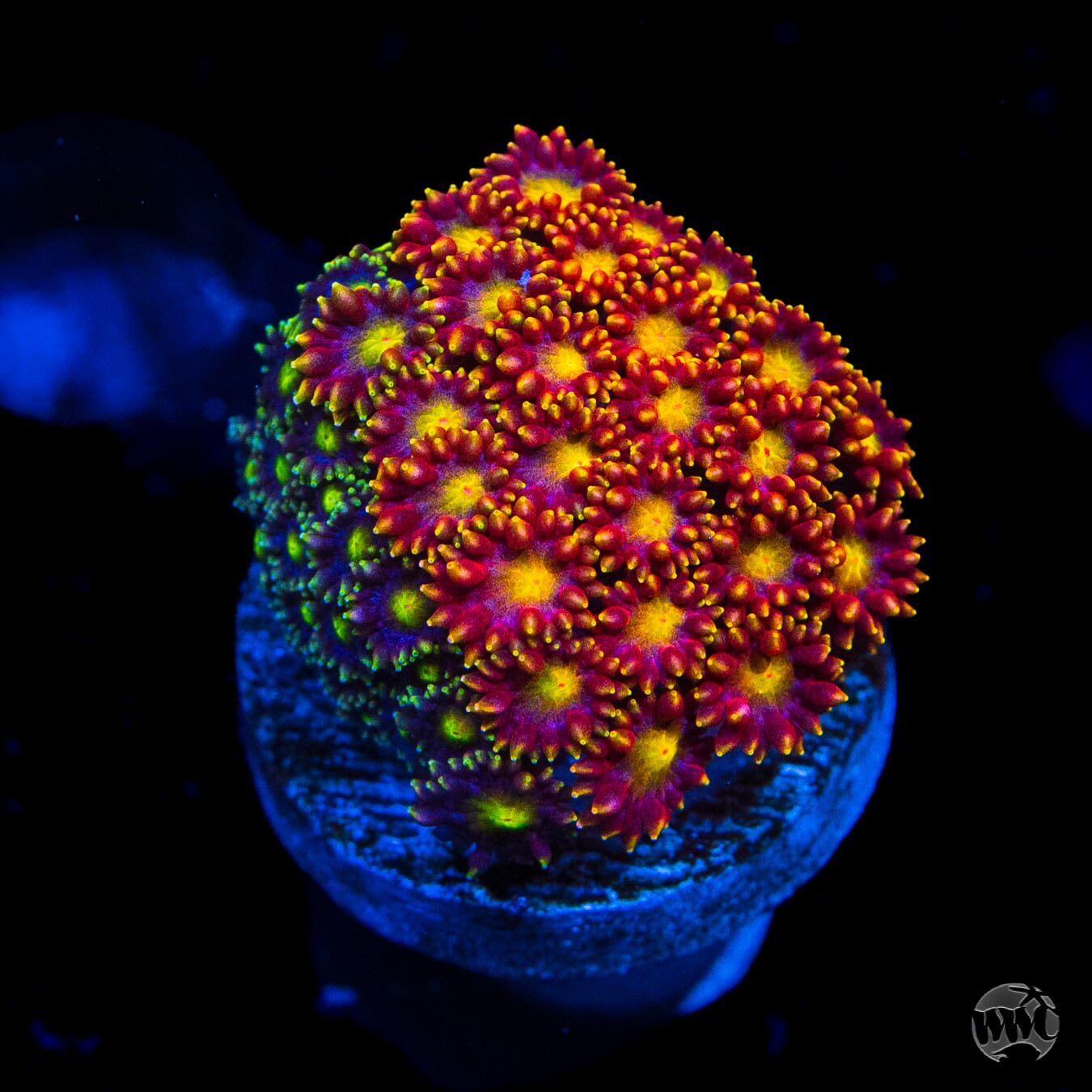 Flame Tongue Micro Goniopora Coral