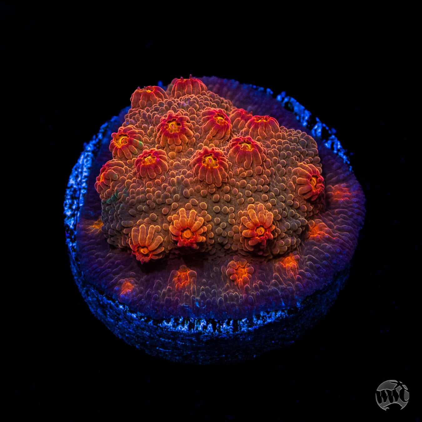 WWC Flicka Flame Cyphastrea Coral