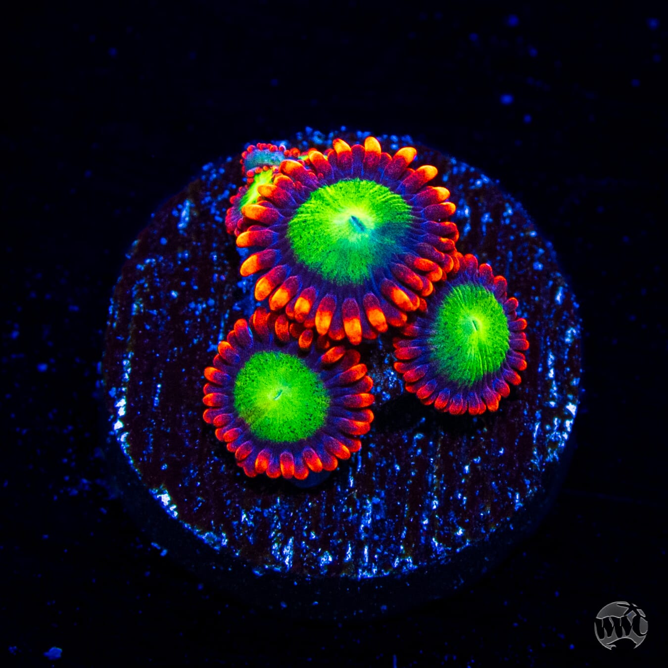 Goblins Fire Zoanthids