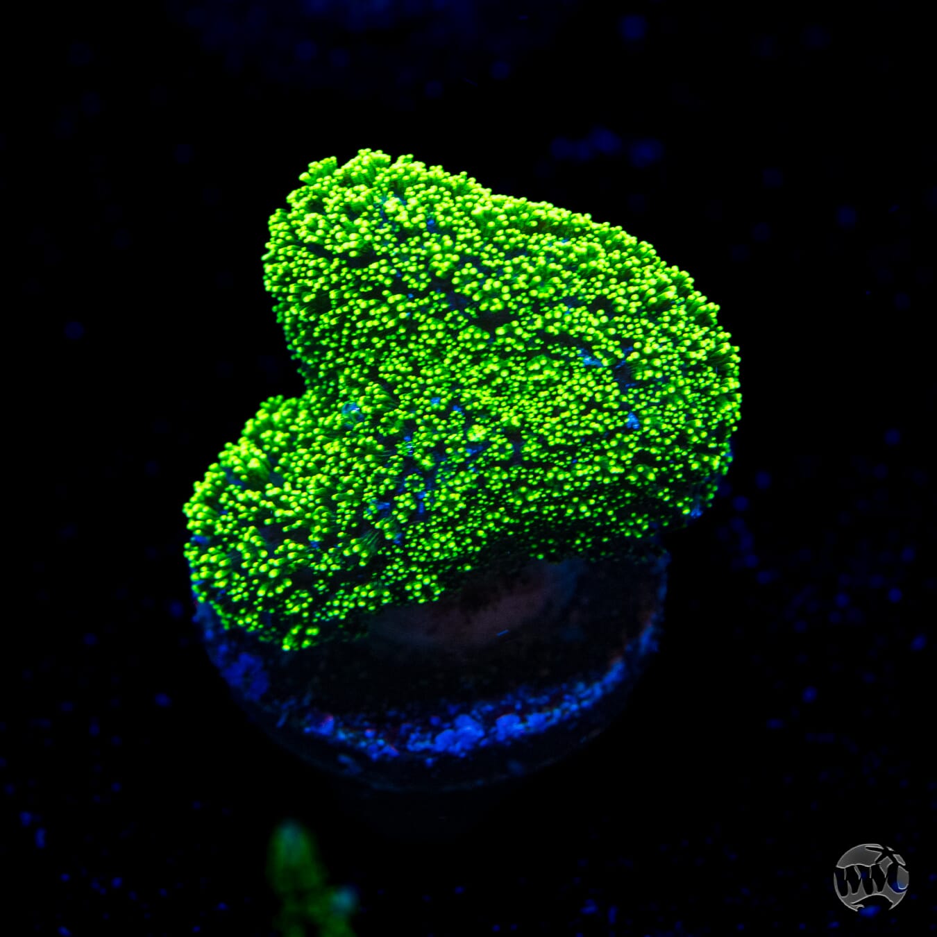 WWC Green Goblin Stylophora Coral
