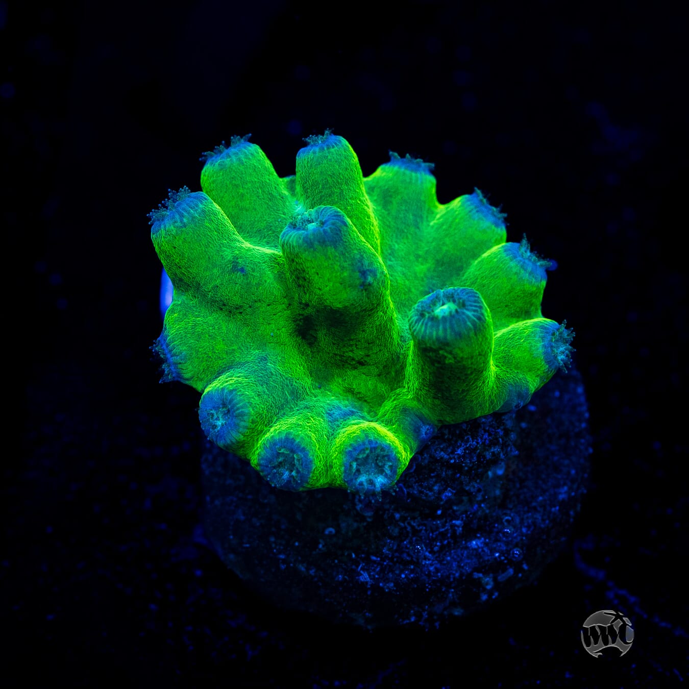 WWC Green Heron Turbinaria Coral