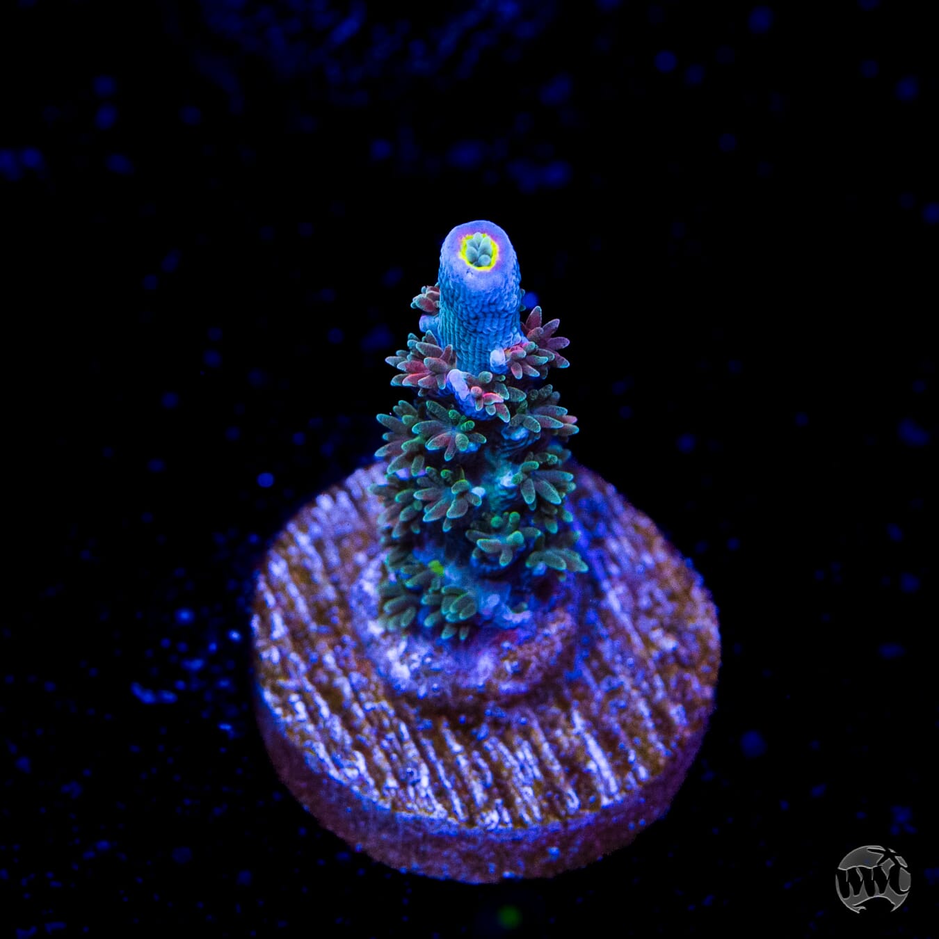 WWC Hair of the Dog Tenuis Acropora