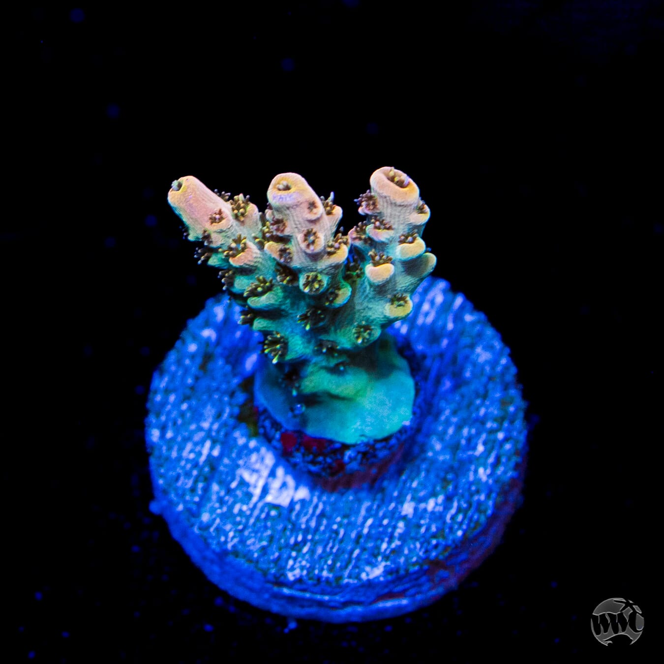 WWC Hollywood Dreams Acropora