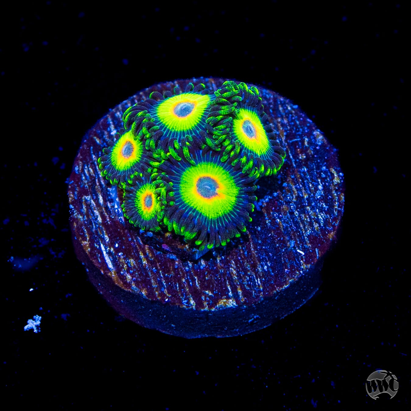 WWC Island Time Zoanthids - World Wide Corals