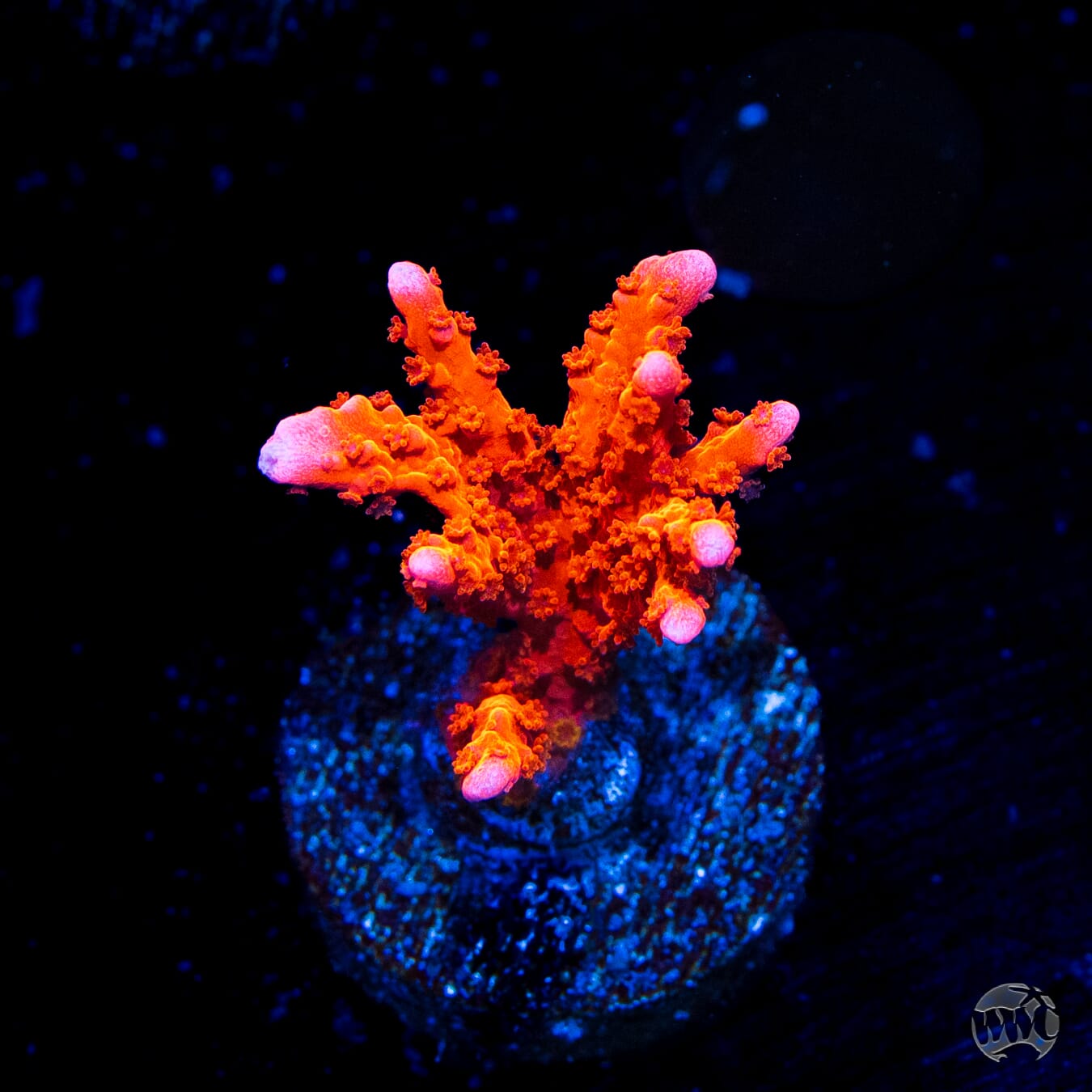 Jason Fox Fire Starter Montipora Coral