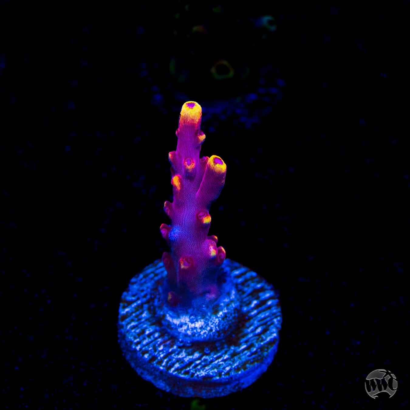 Jason Fox Fox Flame Acropora