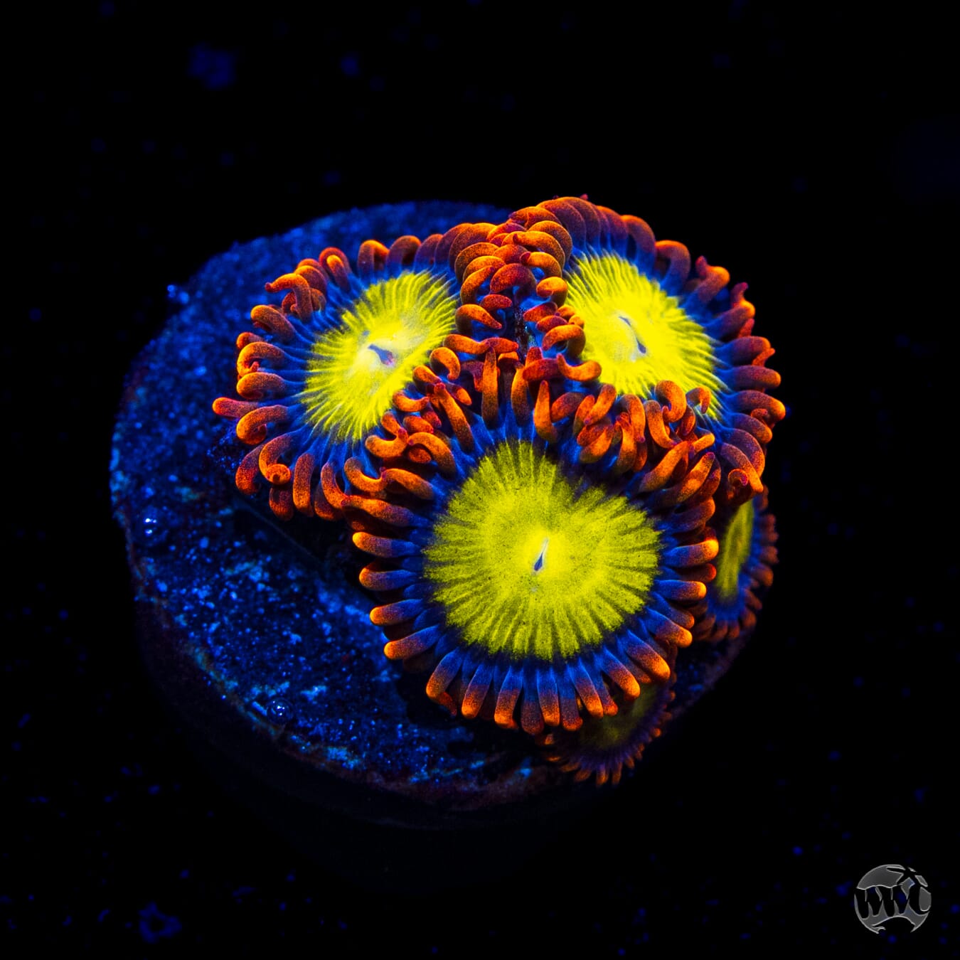 Mandarin Orange Zoanthids