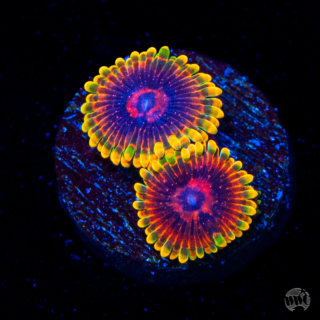 Mind Trick Zoanthids