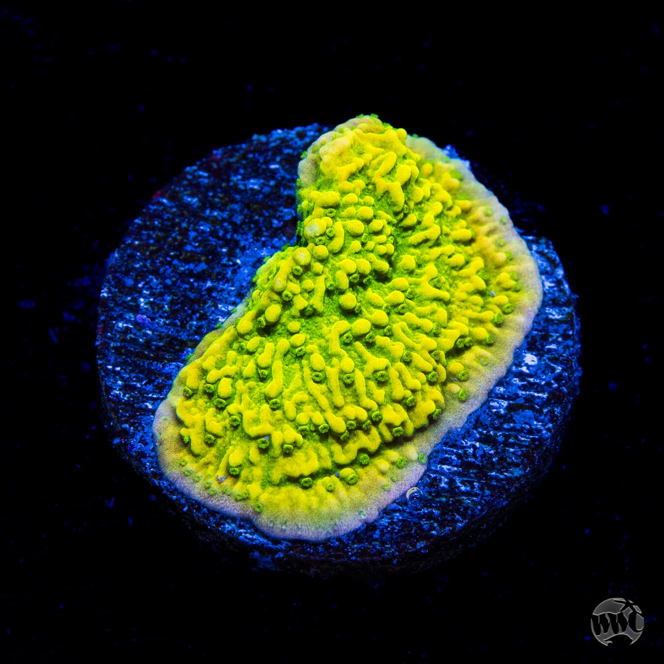 WWC Money Shot Montipora Coral