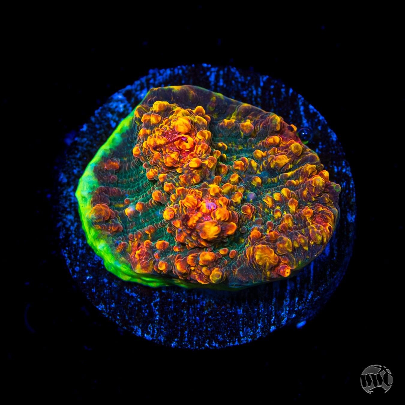 WWC Mountain Dew Chalice