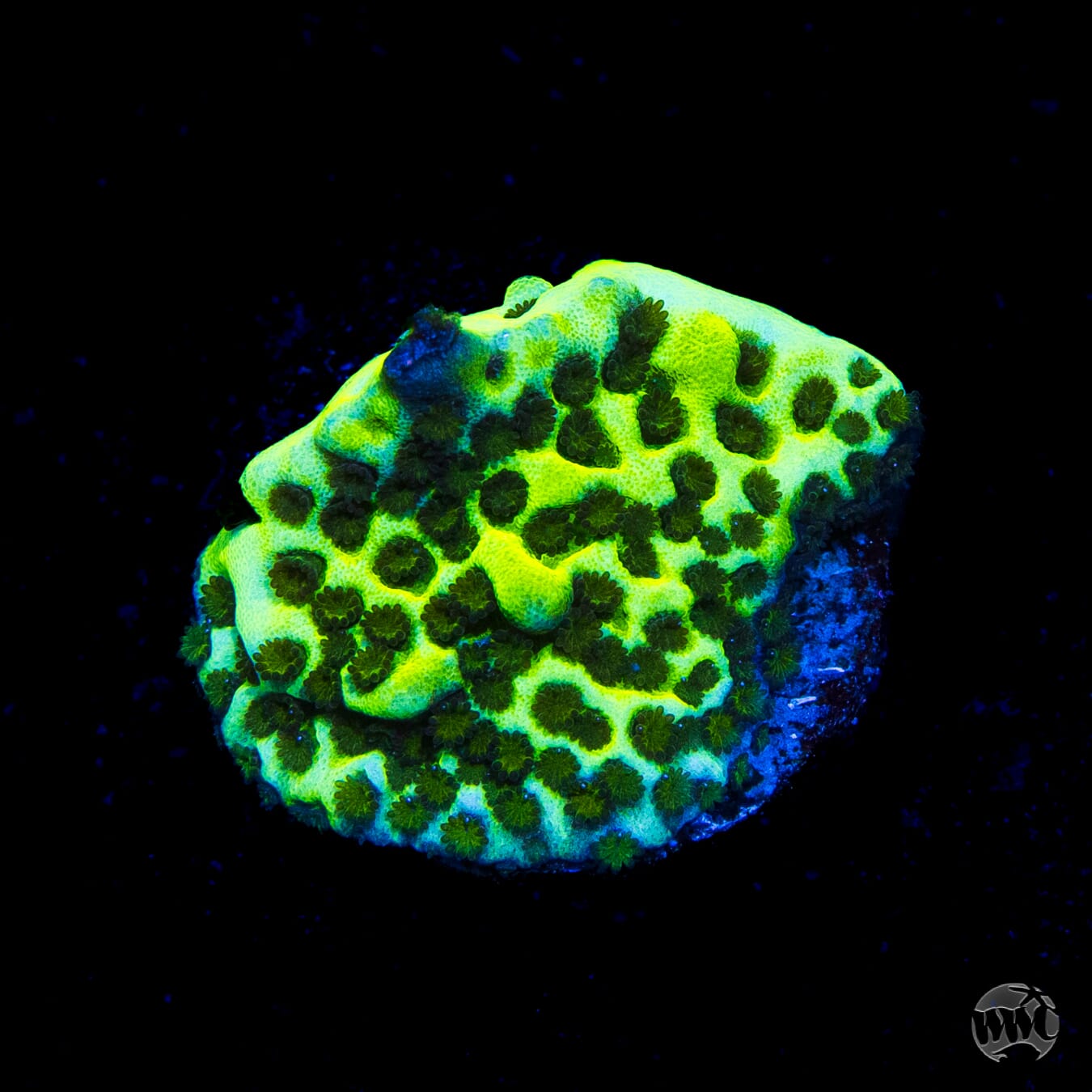 Neon Montipora Spongodes Coral