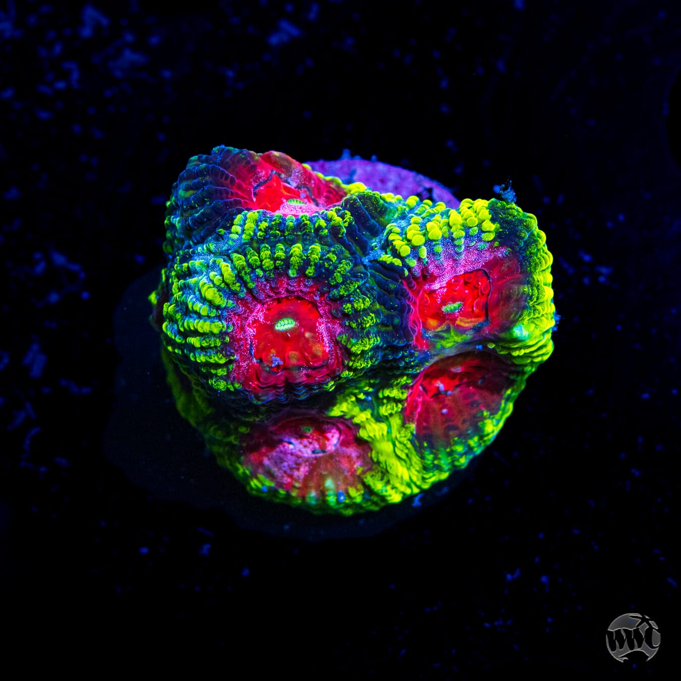 WWC Pinko De Gallo Favia