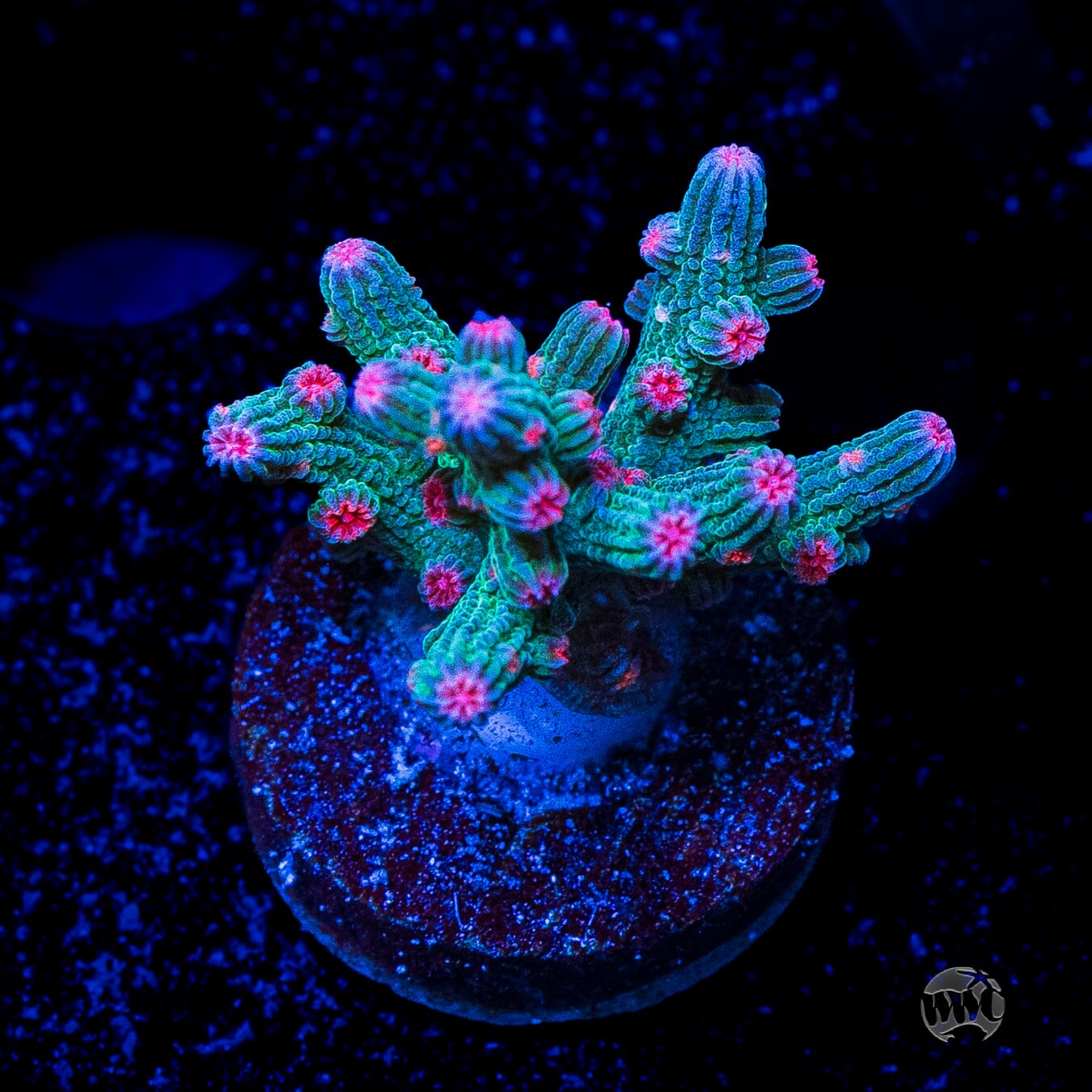 WWC Prismatic Branching Cyphastrea Coral