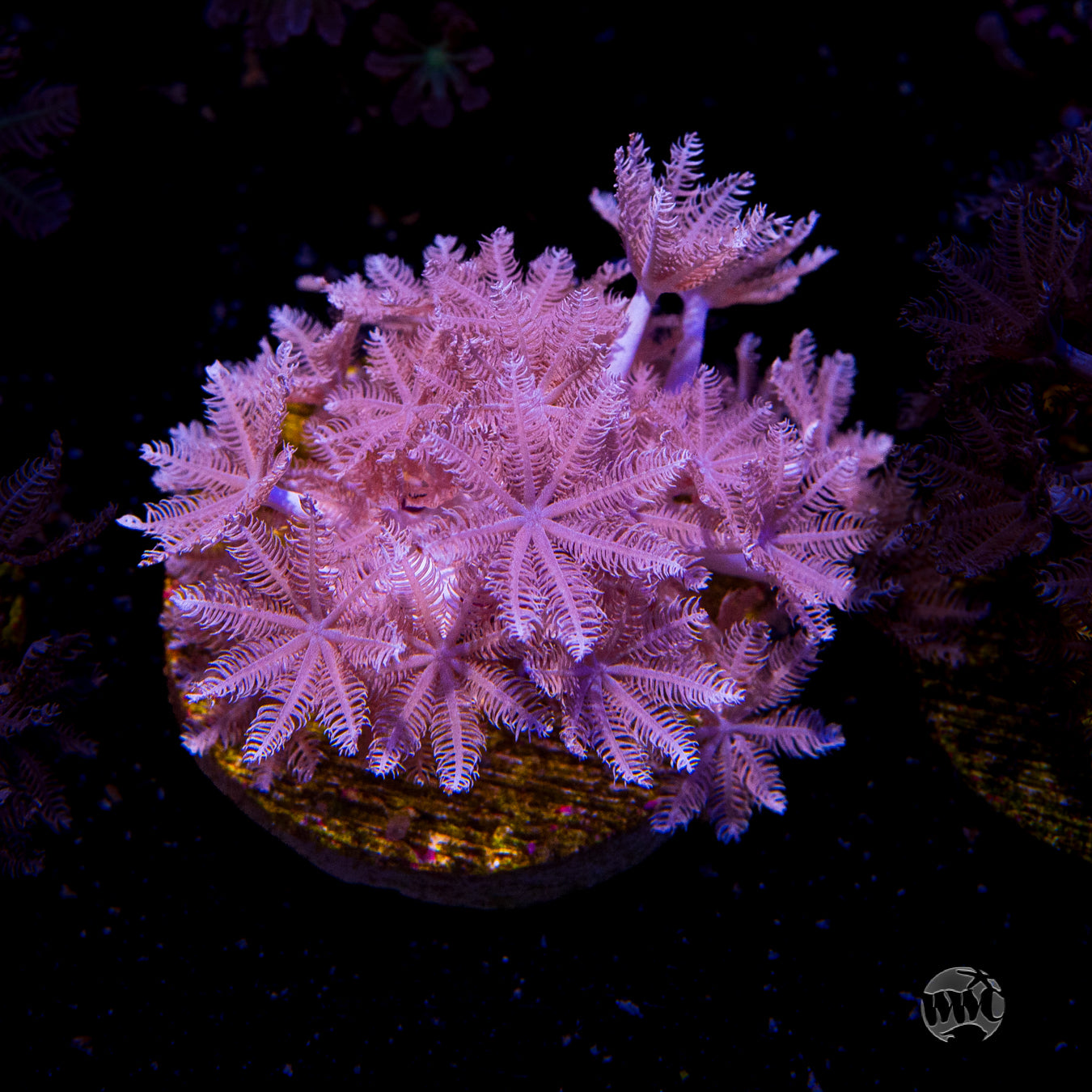 WWC Pulsing Xenia Coral