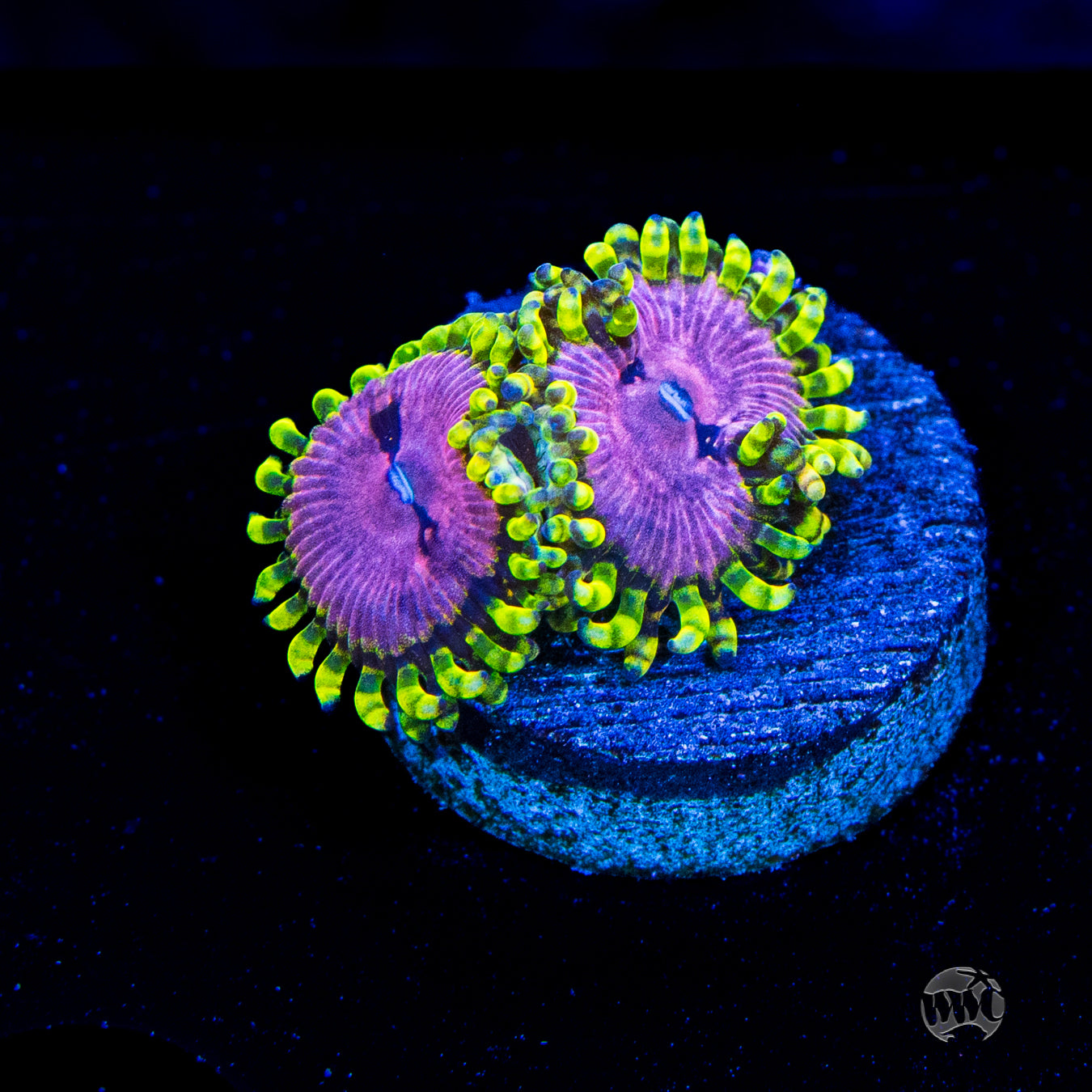 WWC Purple Monsters Zoanthids