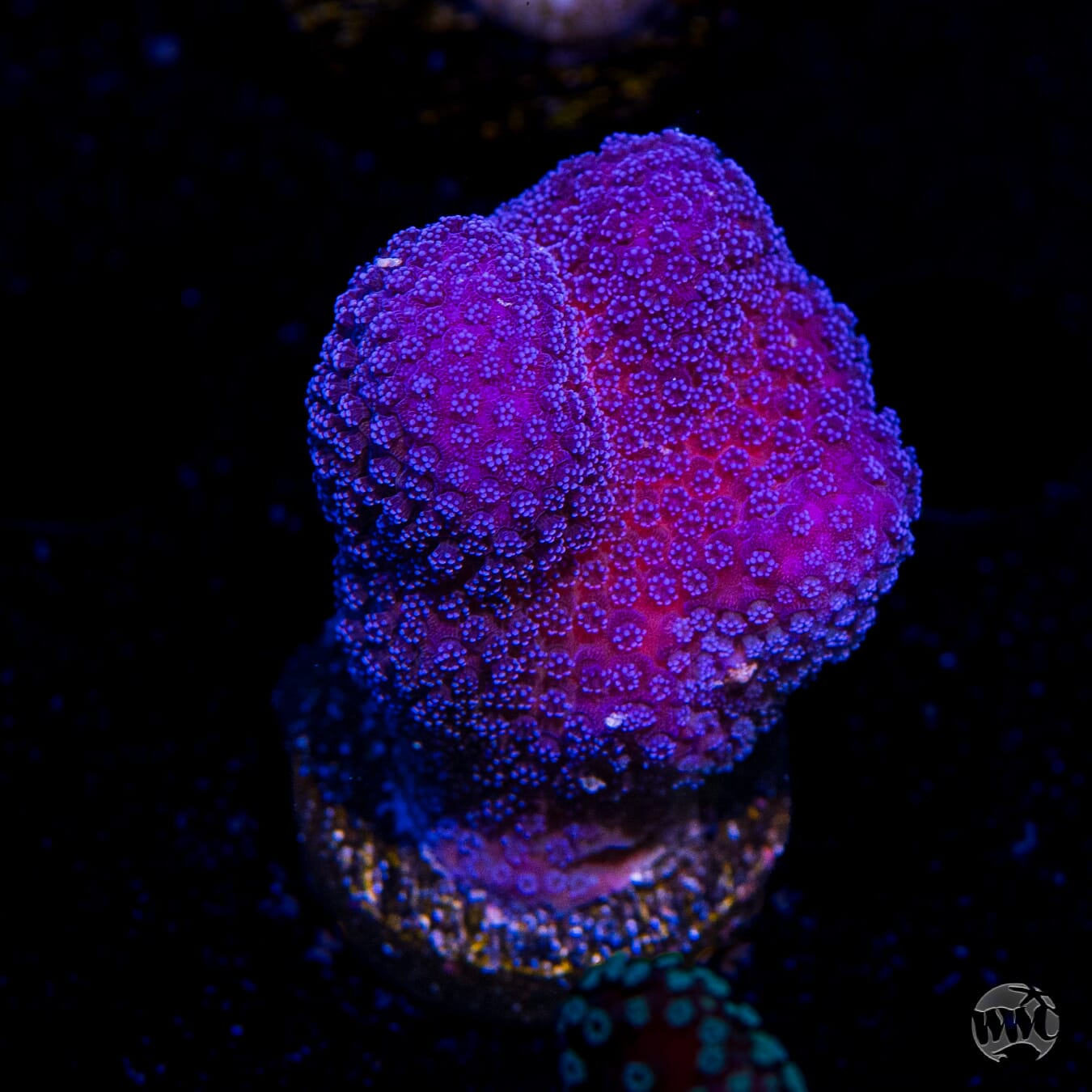 WWC Purple Stylophora Coral