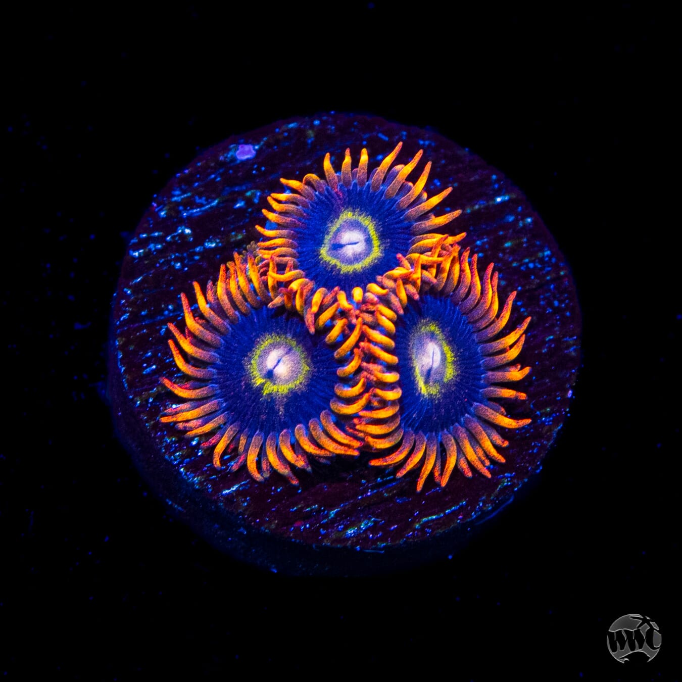 Rainbow Hornet Zoanthids