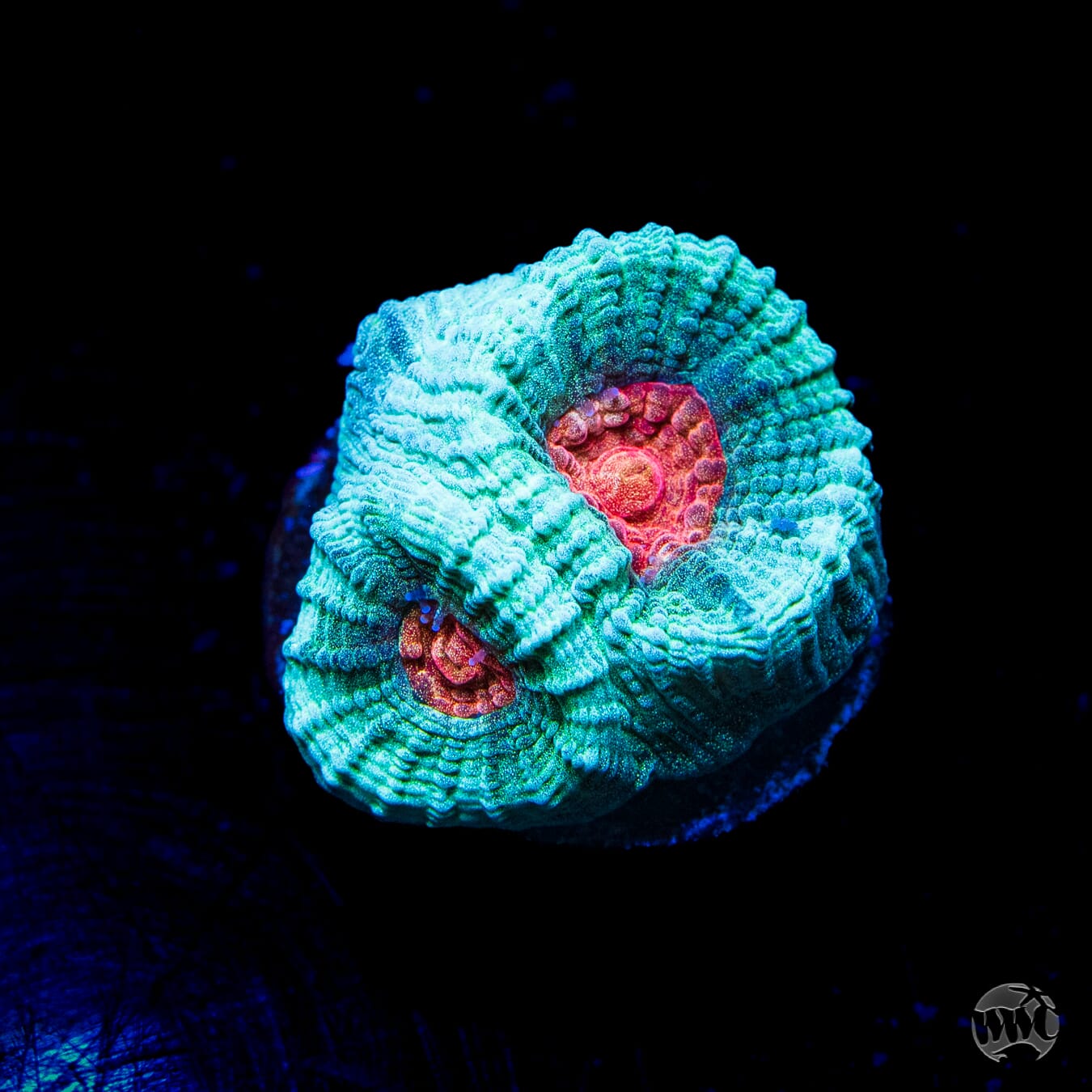 WWC Rambo Favia Coral