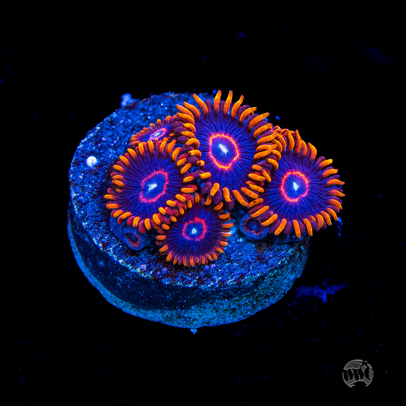 Red Hornet Zoanthids