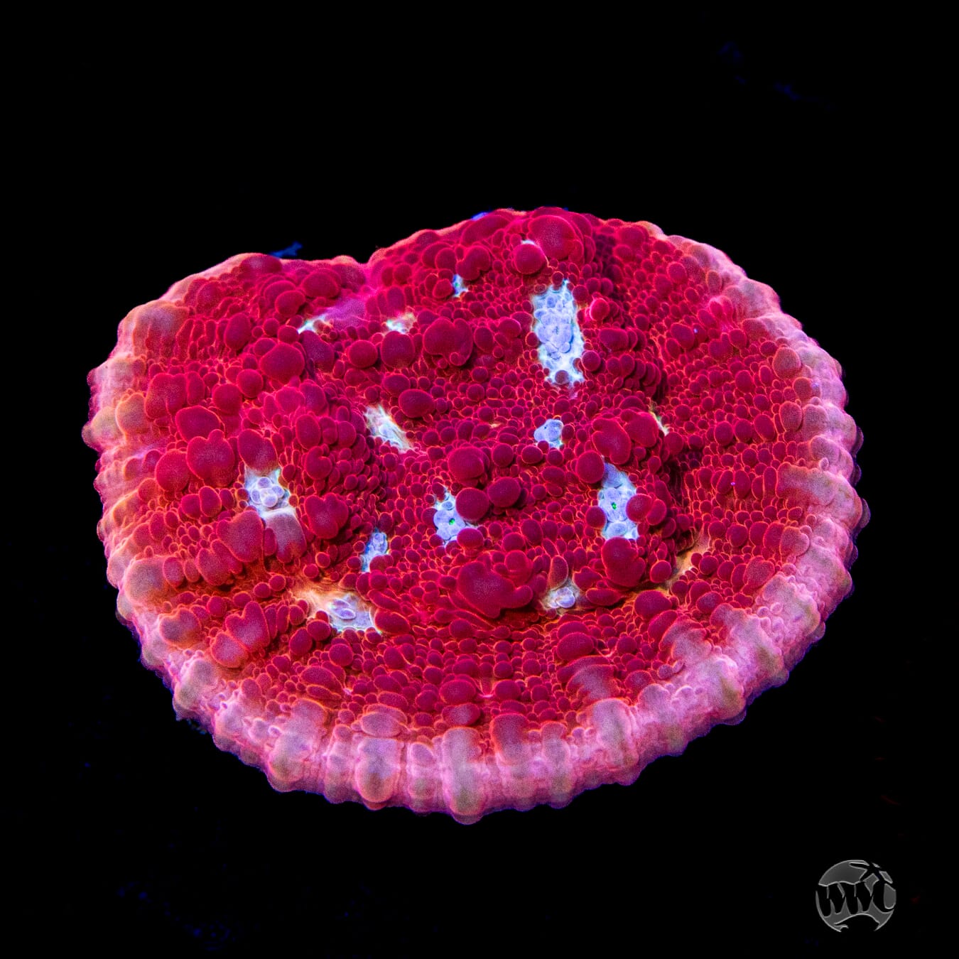 WWC Scarlet Ninja Chalice Coral