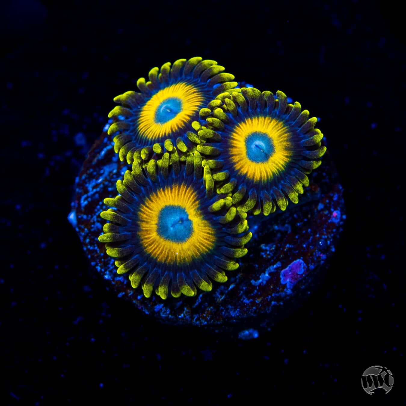 WWC Scrambled Eggs Zoanthids