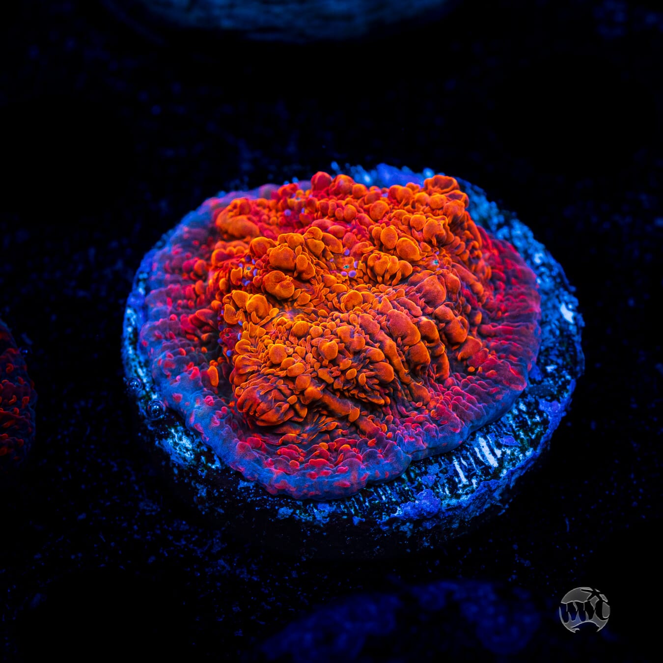 WWC Seared Stellaria Chalice