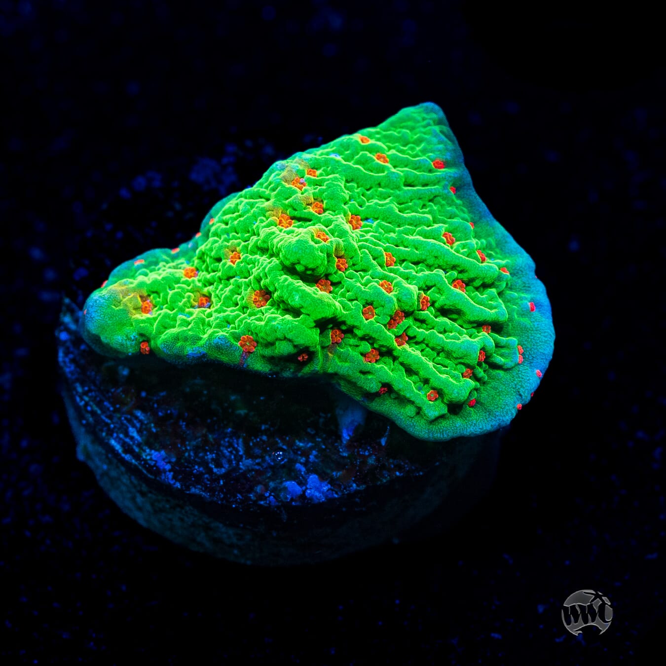 Seasons Greetings Montipora Coral