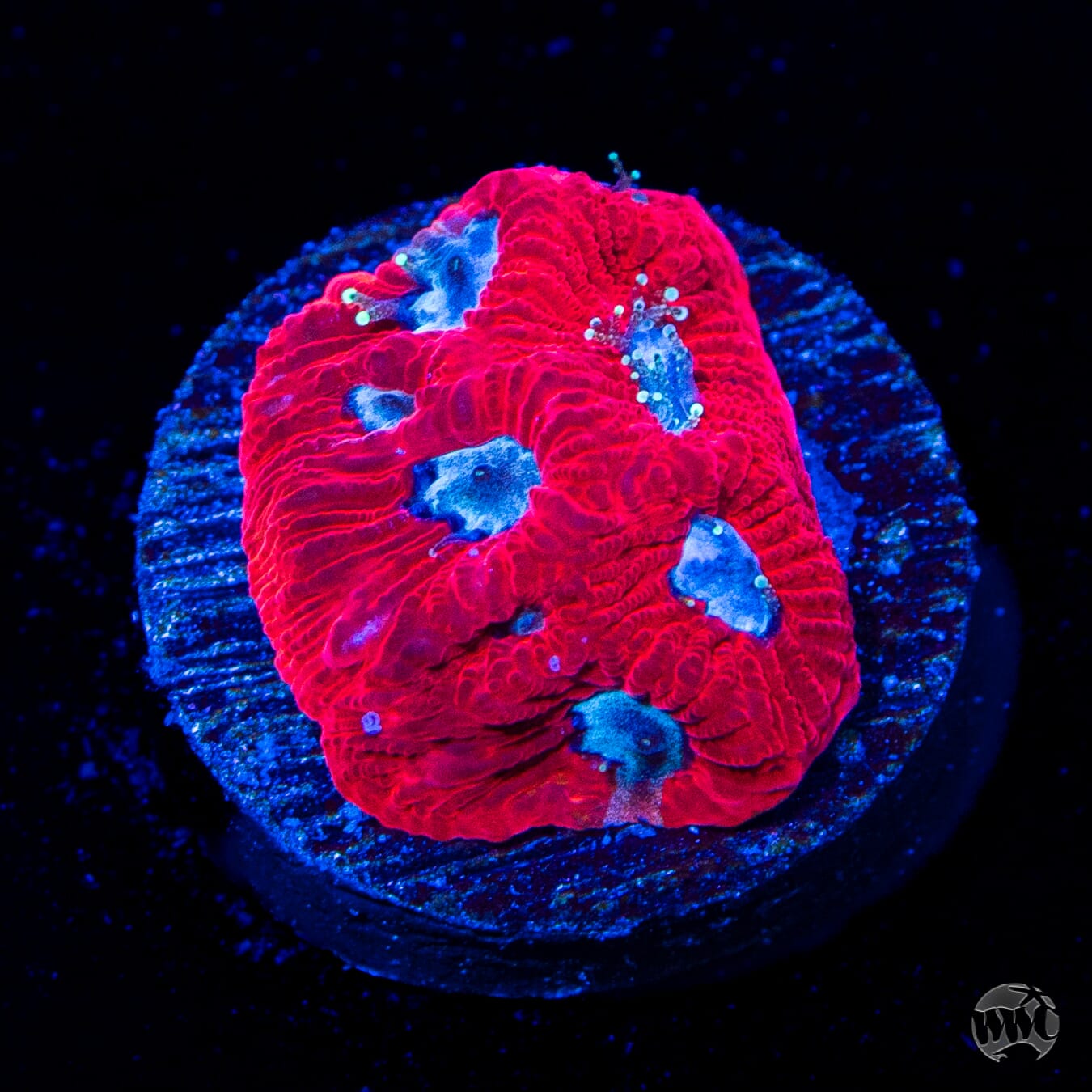 WWC Silver Fox Favites Coral