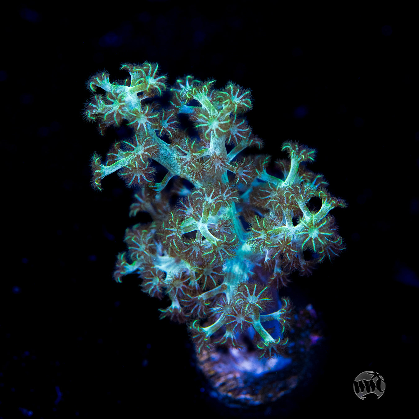 WWC Solomon Hairy Leather Coral