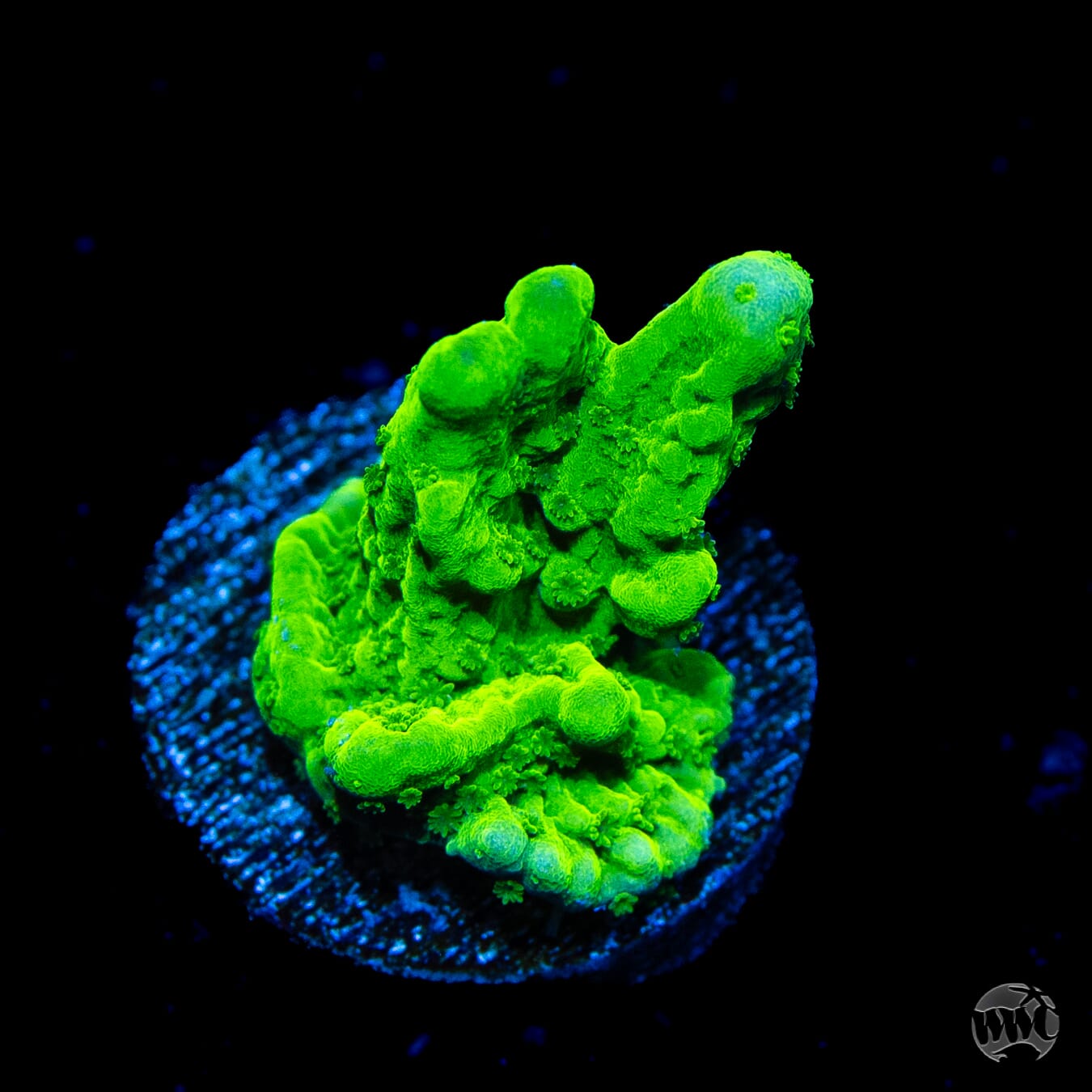 WWC Sour Apple Hirsuta Montipora Coral | World Wide Corals