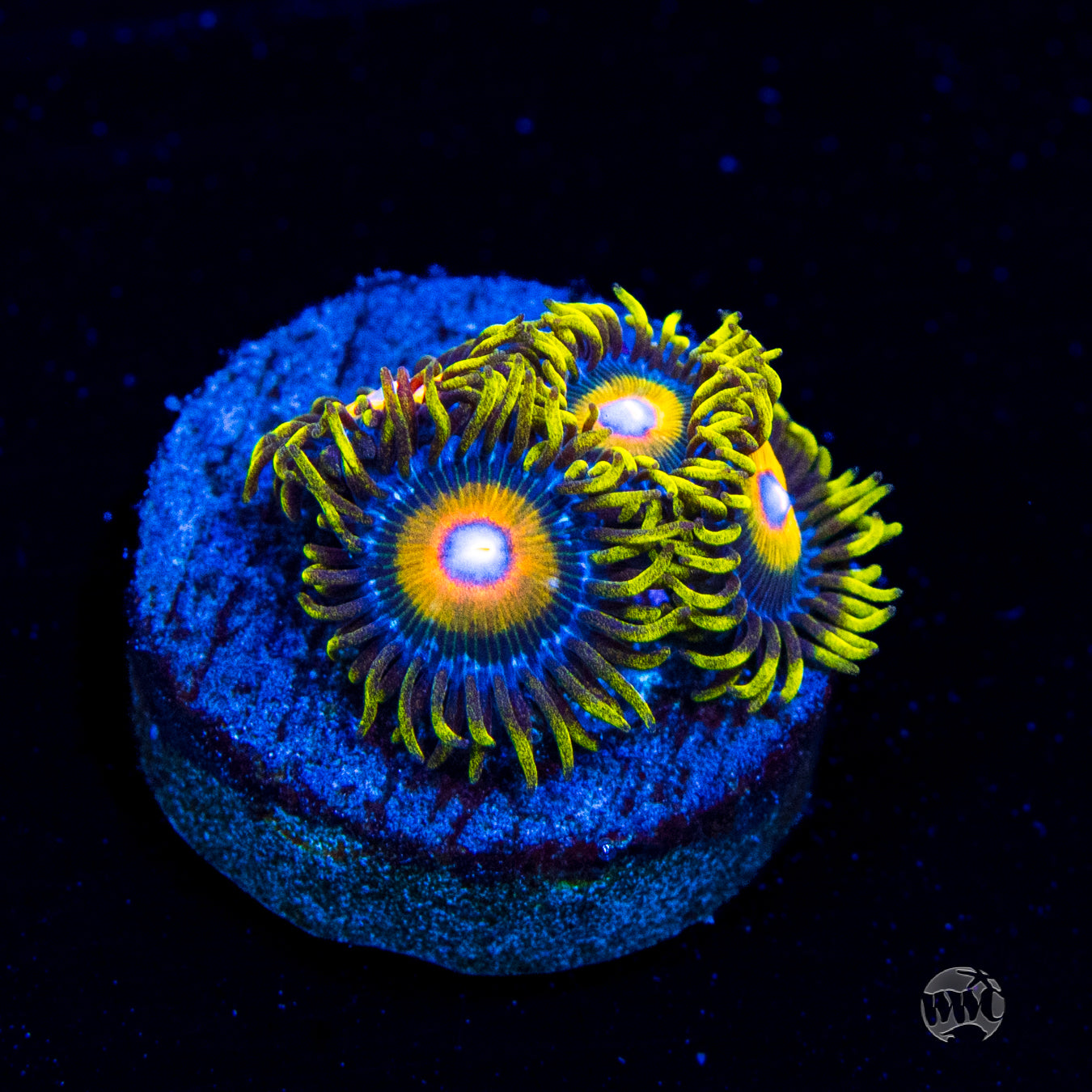 Super Saiyan Zoanthids