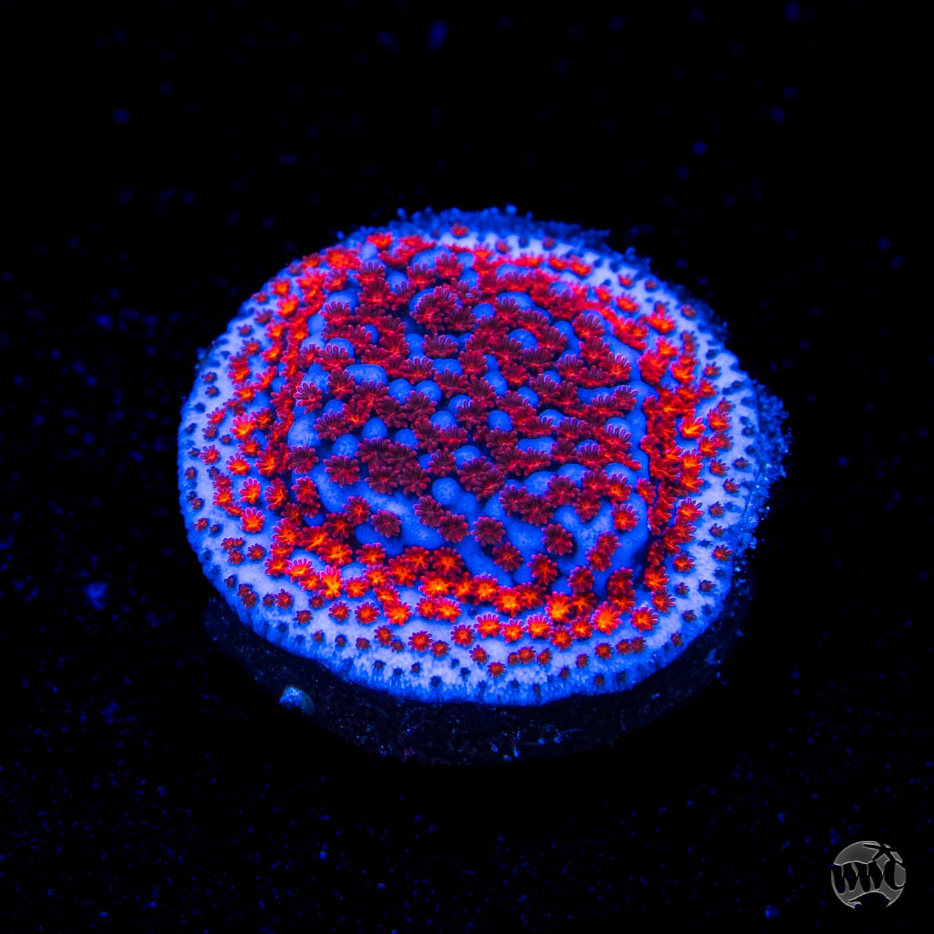 Superman Montipora Coral