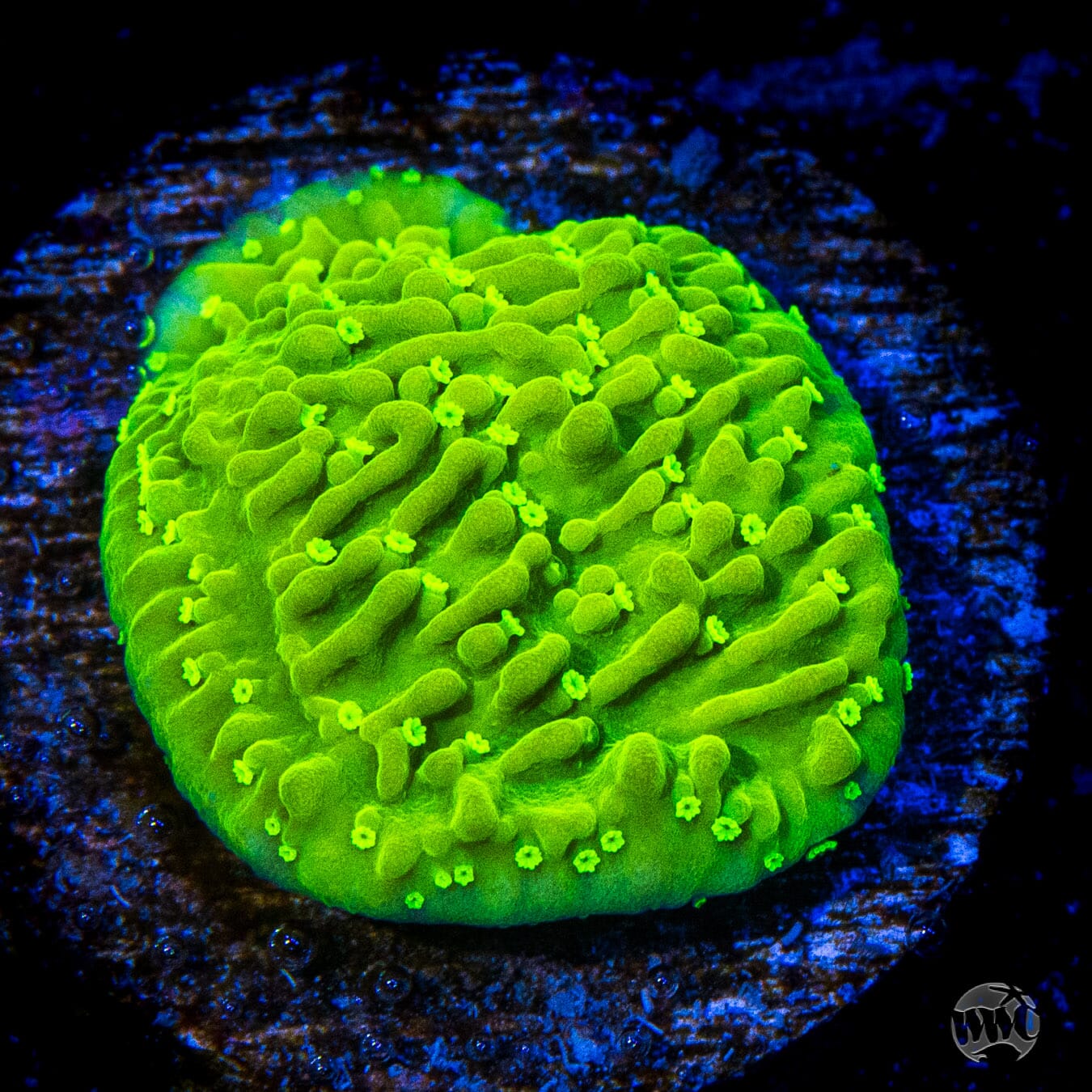 WWC Toxic Glow Montipora Coral