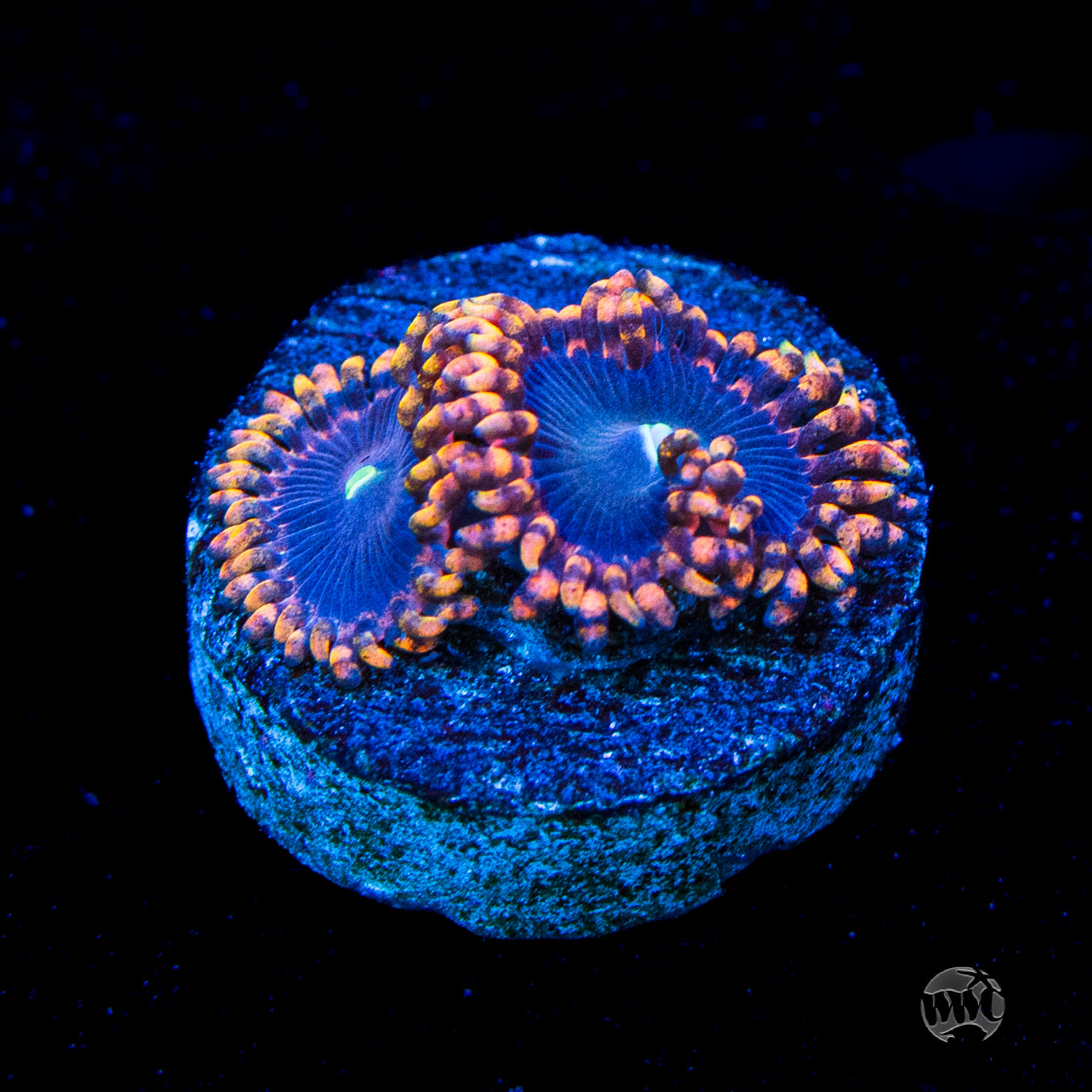 WWC Ultimate Chaos Zoanthids