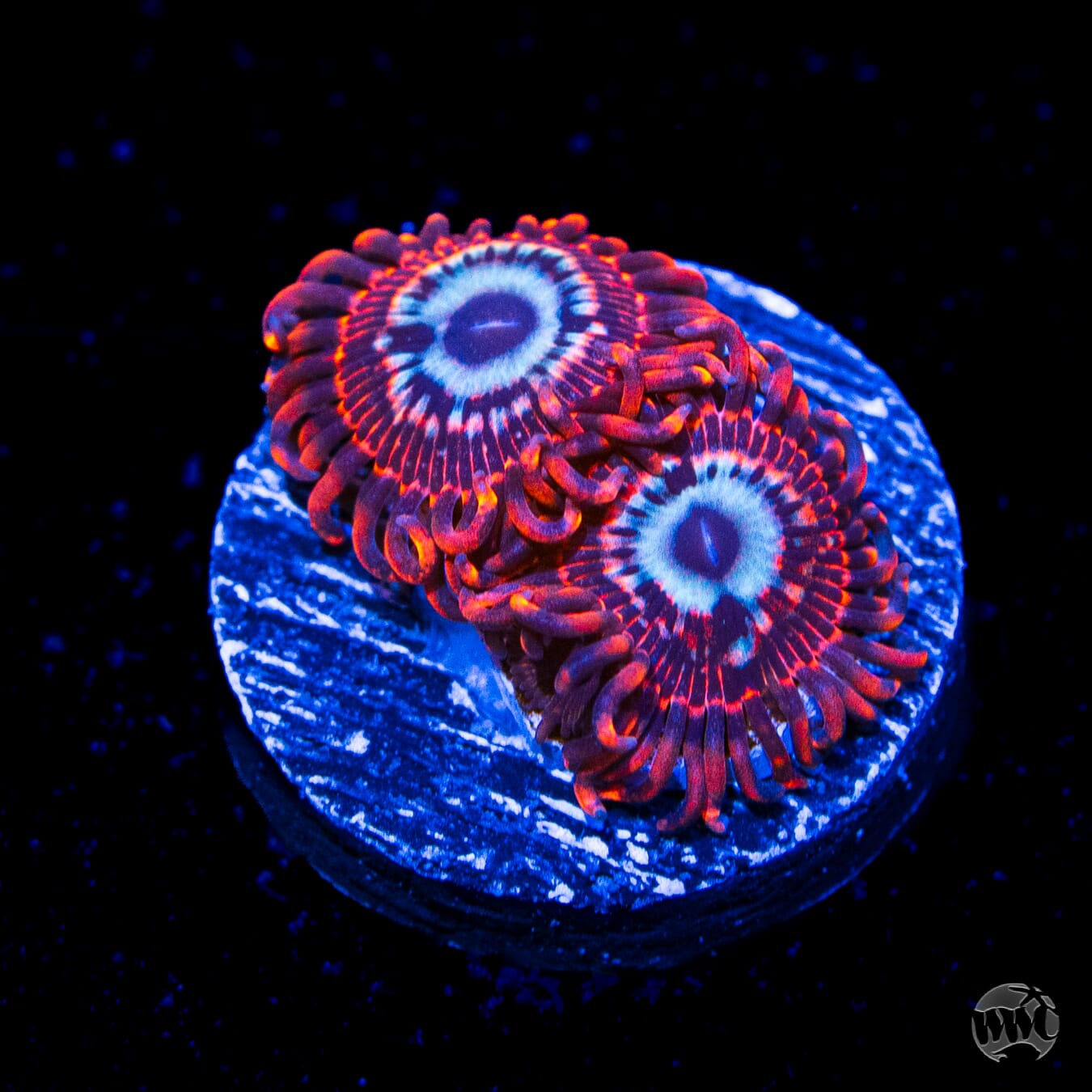 Utter Peace Zoanthids