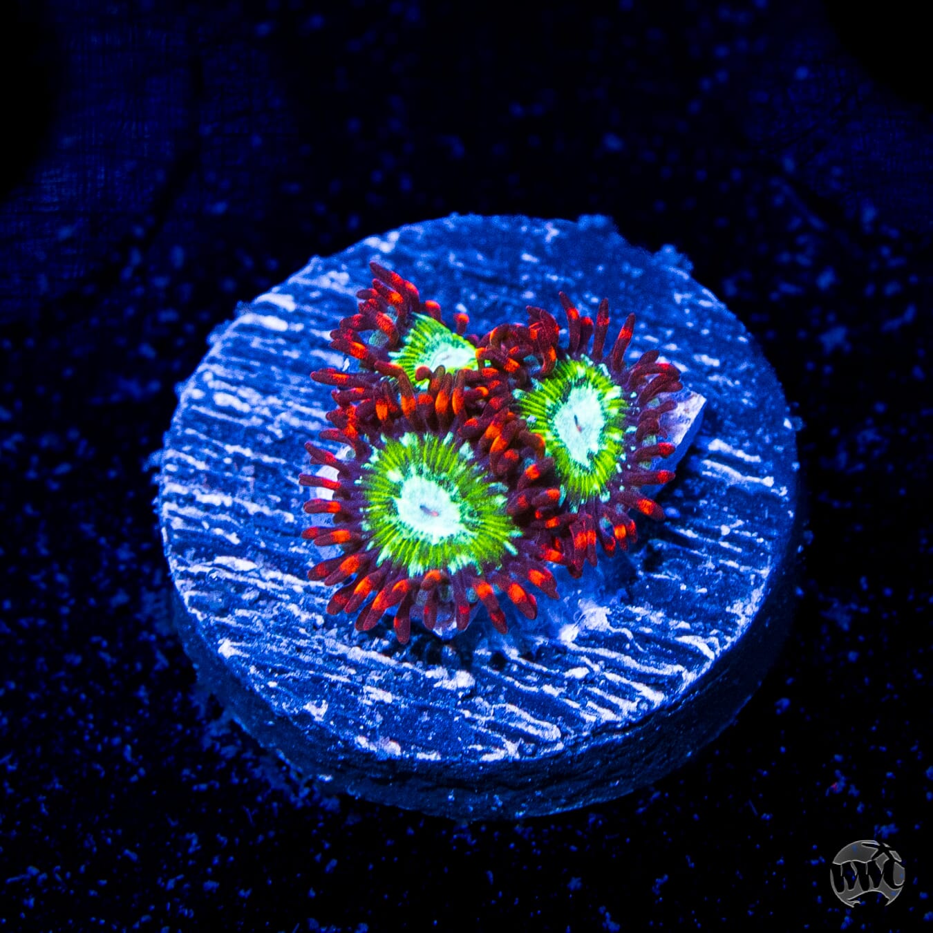 WWC Viridian Zoanthids