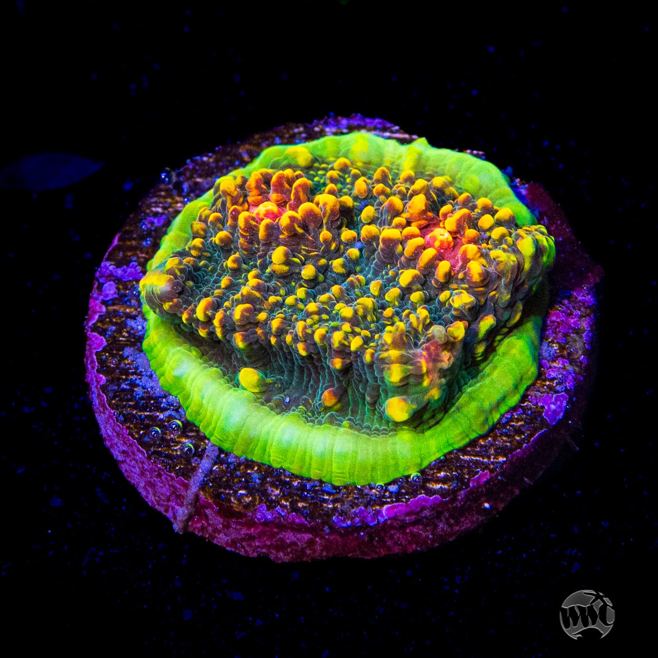 WWC Mountain Dew Chalice