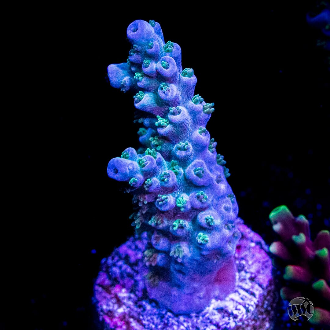 coral reef  Buy Ultra Tri colour Hammer coral Australia- Zeo Box Reef
