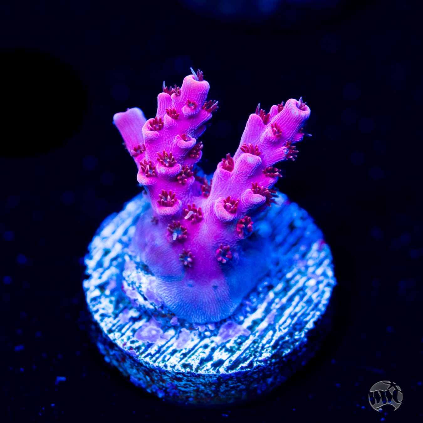 アクアマリン フラワーカービング WWC Pink Passion Acropora