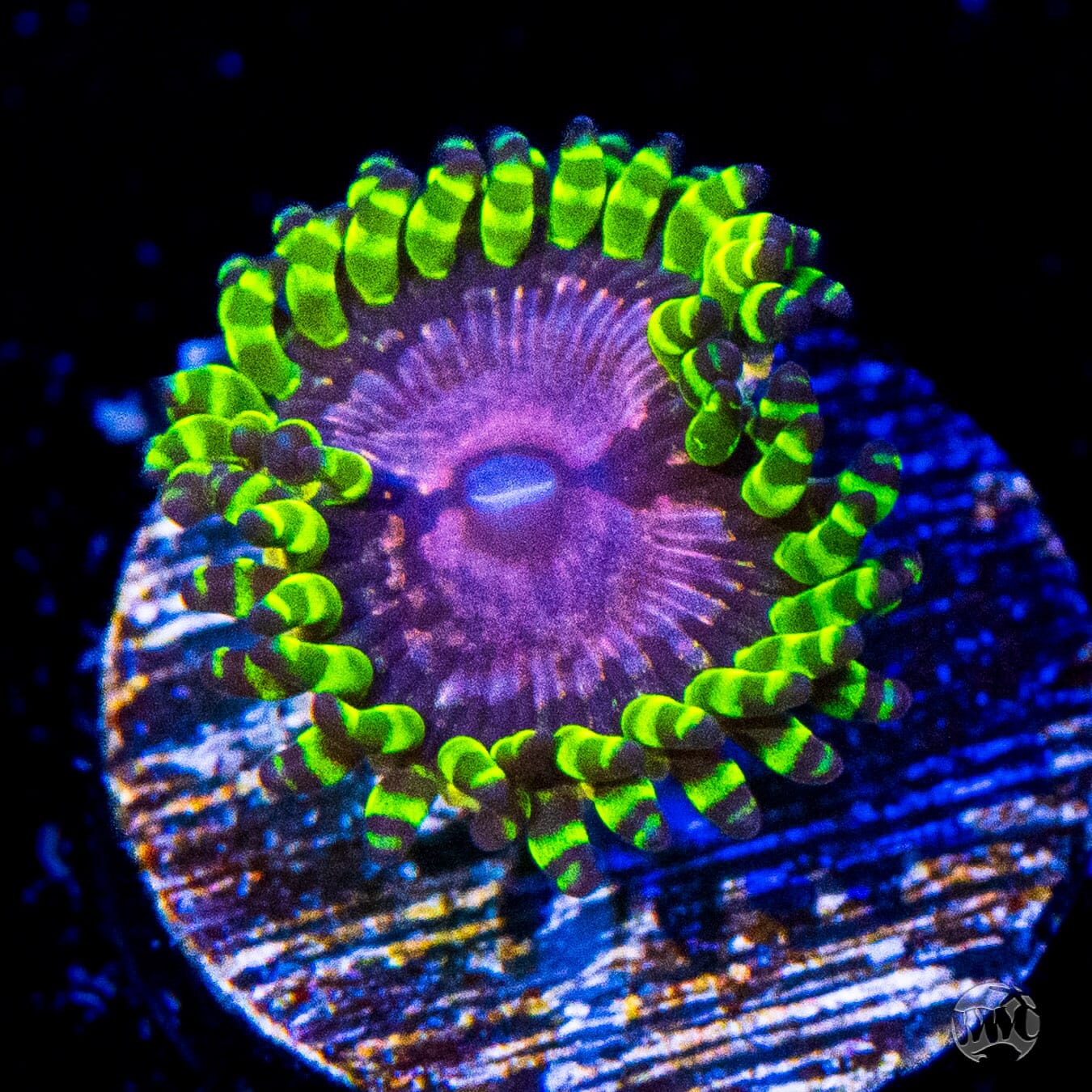 WWC Purple Monsters Zoanthids