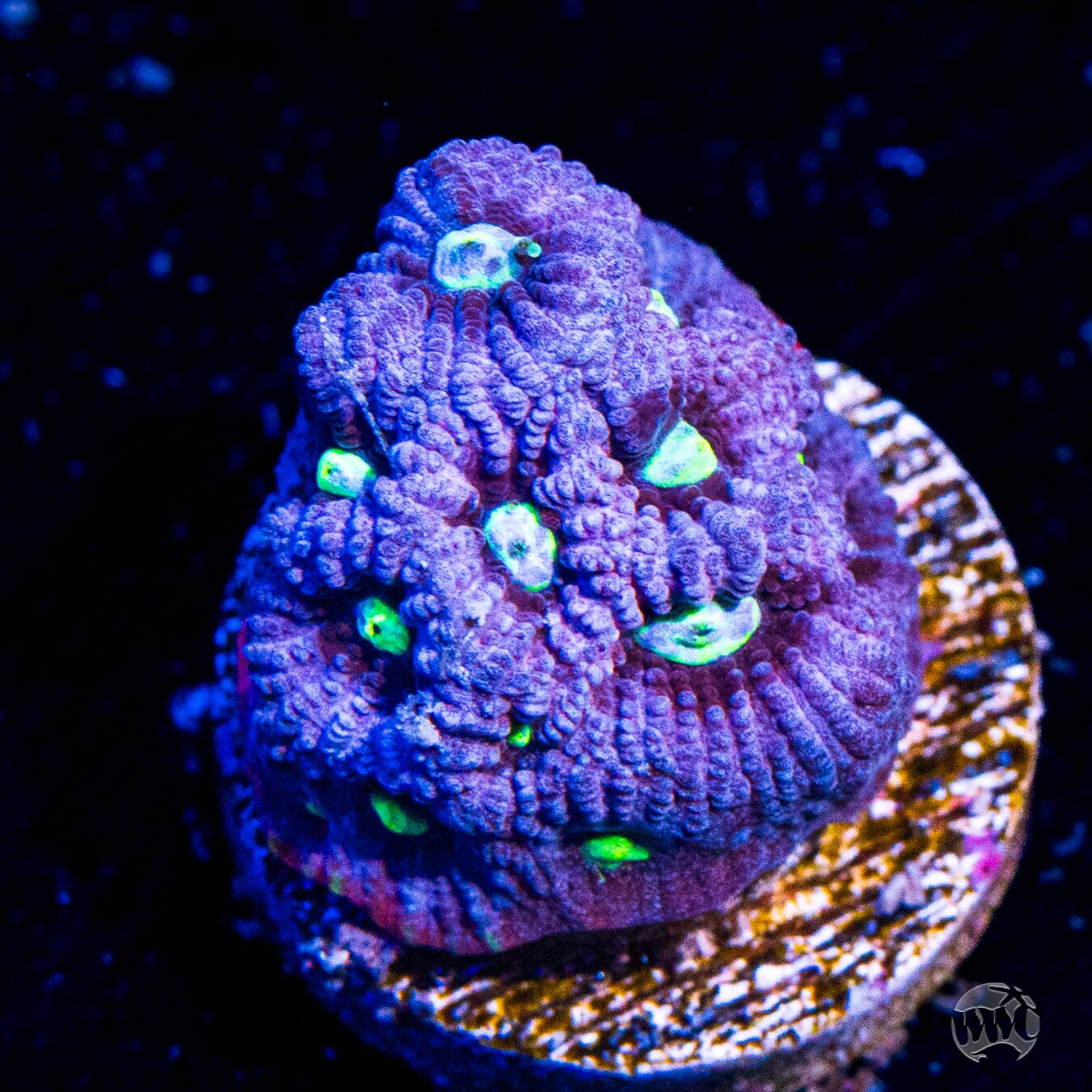 WWC Snow Dragon Favites
