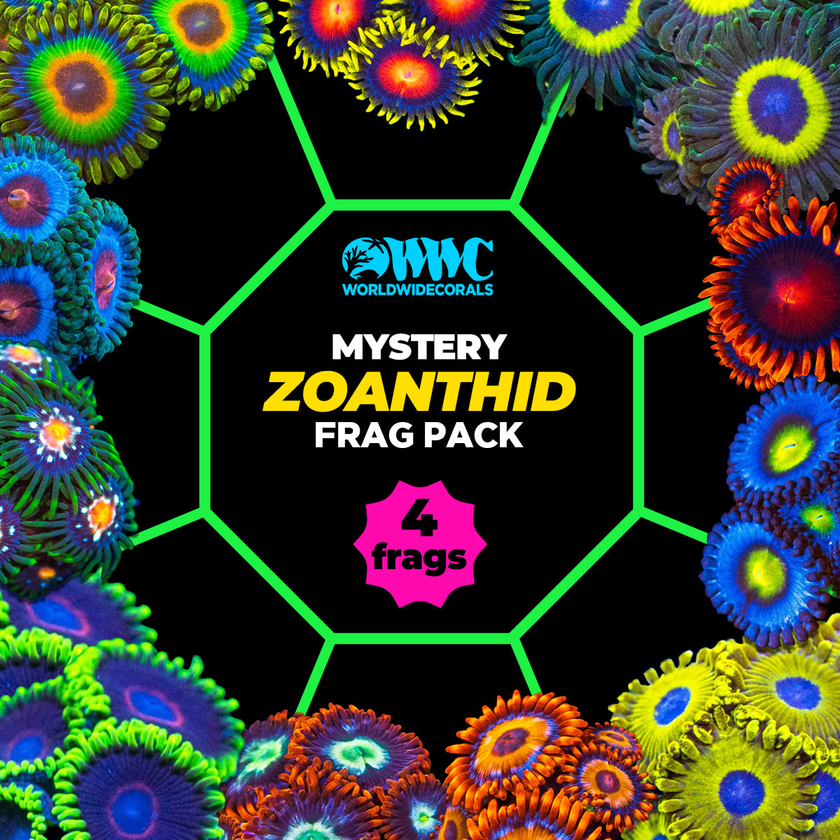 Mystery Zoanthid Frag Pack (4 Frags) | World Wide Corals