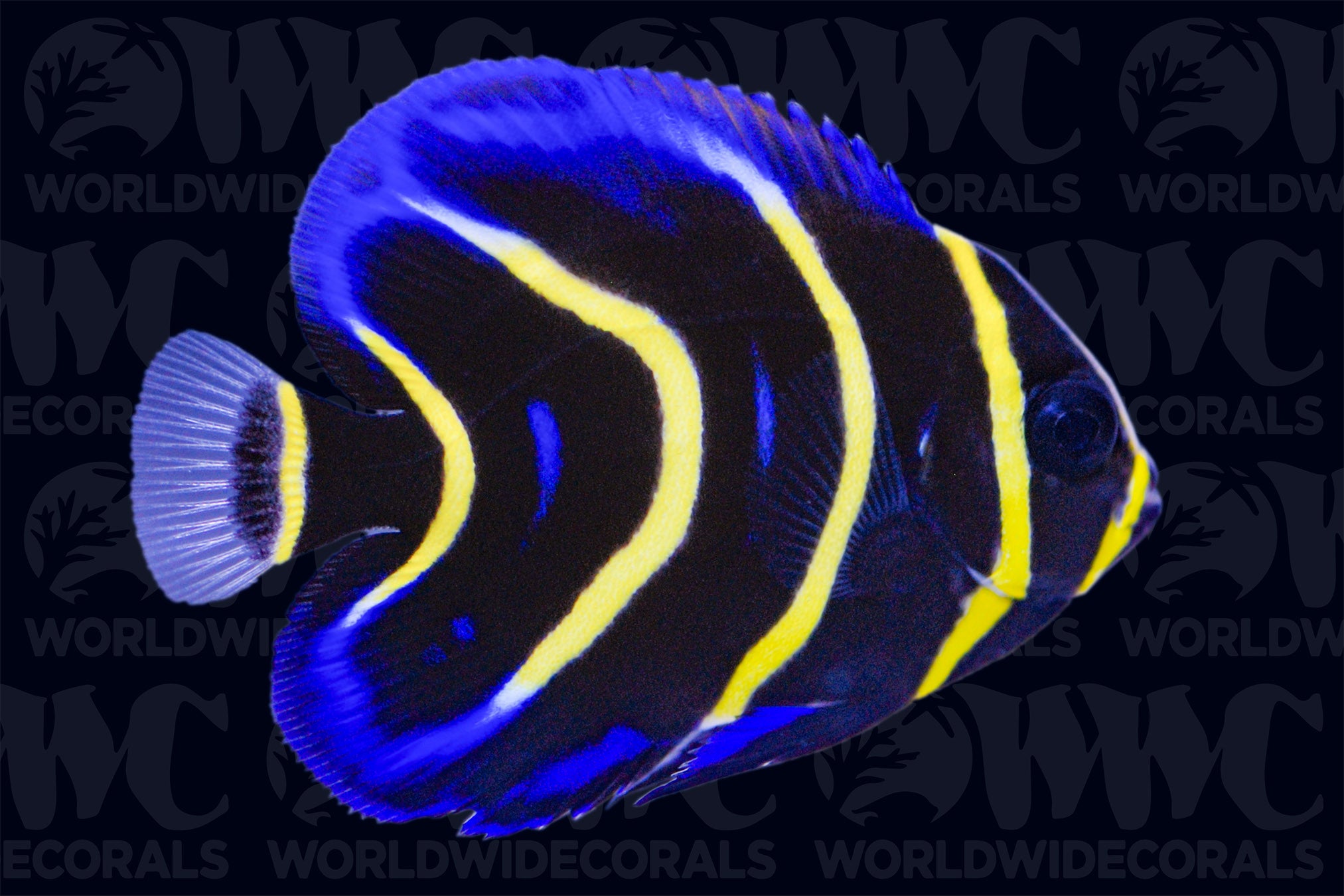 Cortez Angelfish - Juvenile - Nicaragua