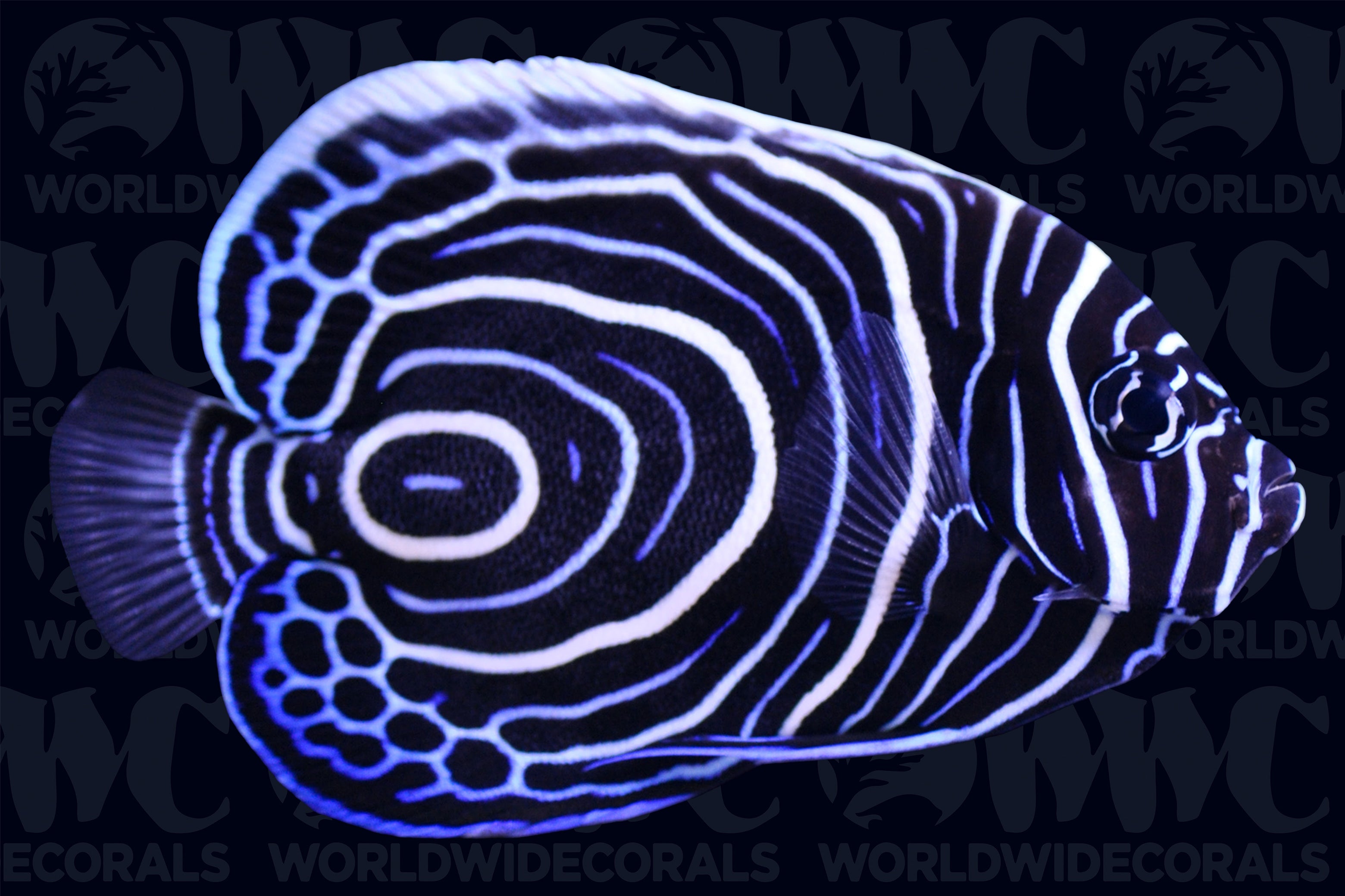Imperator Angelfish - Juvenile - Sri Lanka