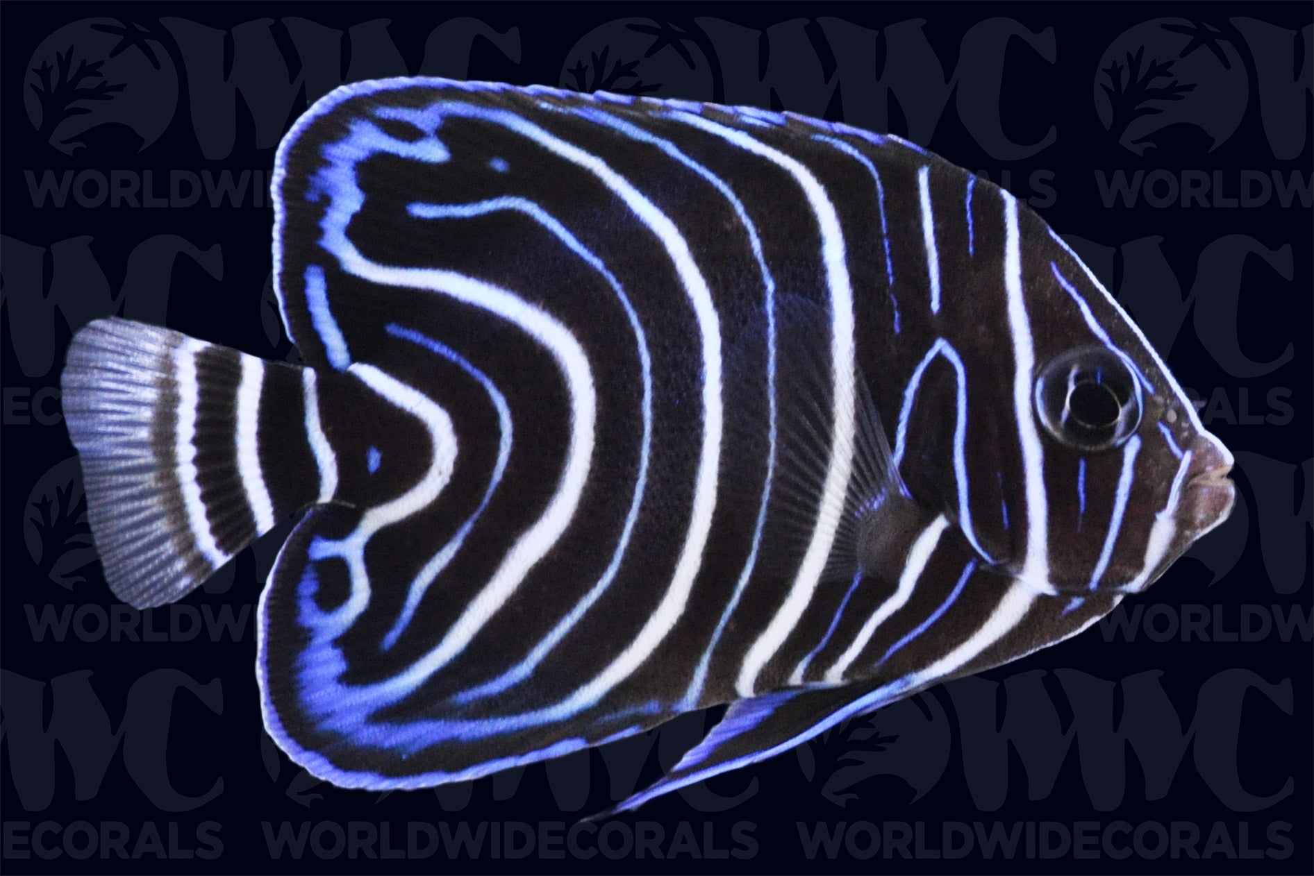 blue striped angelfish